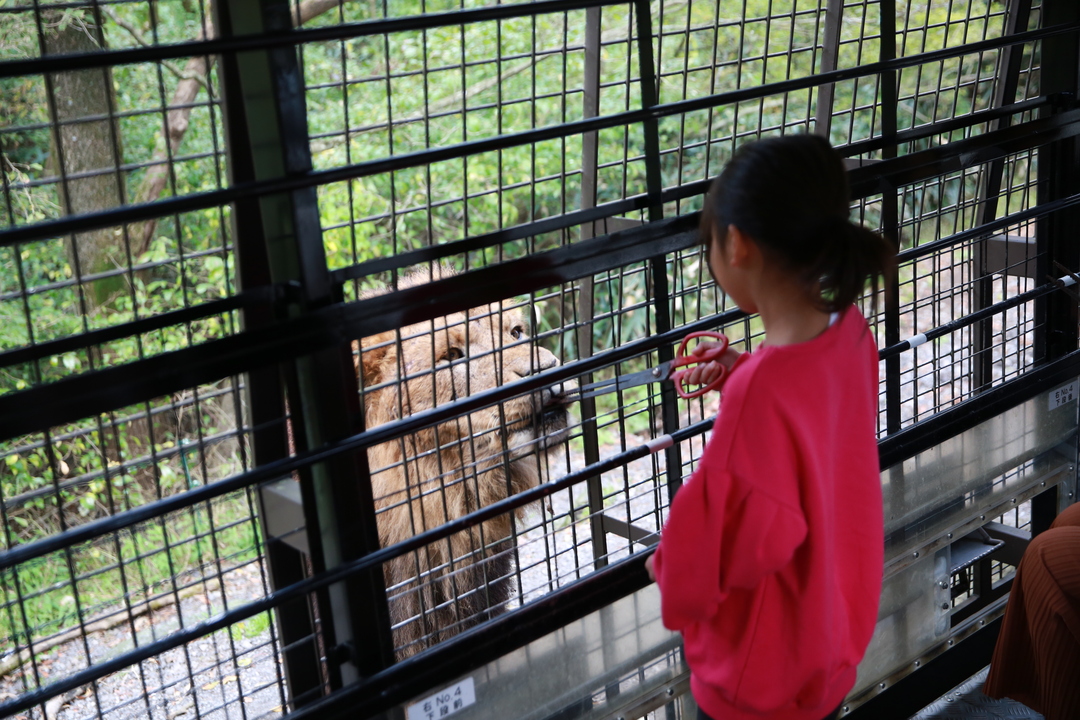 面對面餵食動物，體驗真實版「野生王國」