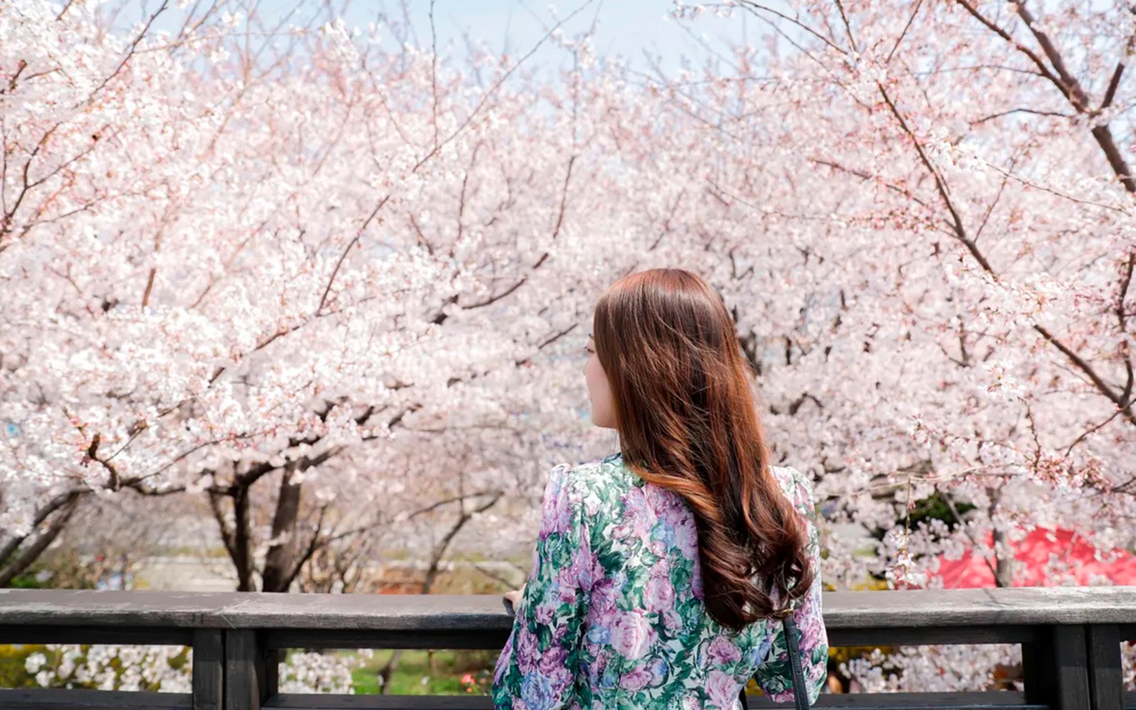 Chasing Cherry Blossom & Spring Flowers Day Tour from Seoul 