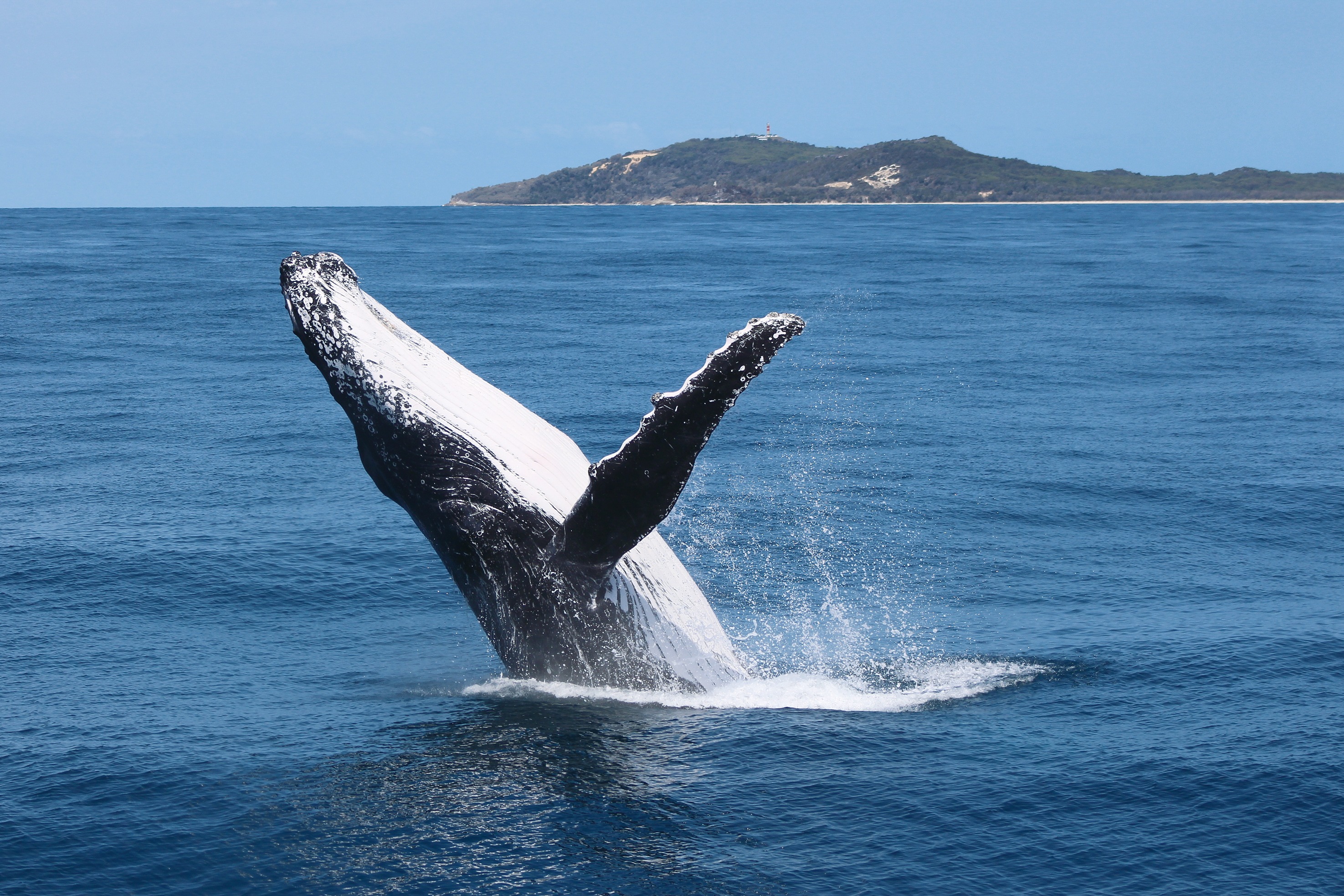 Tangalooma Whale Watching Tour with English or Japanese Guide