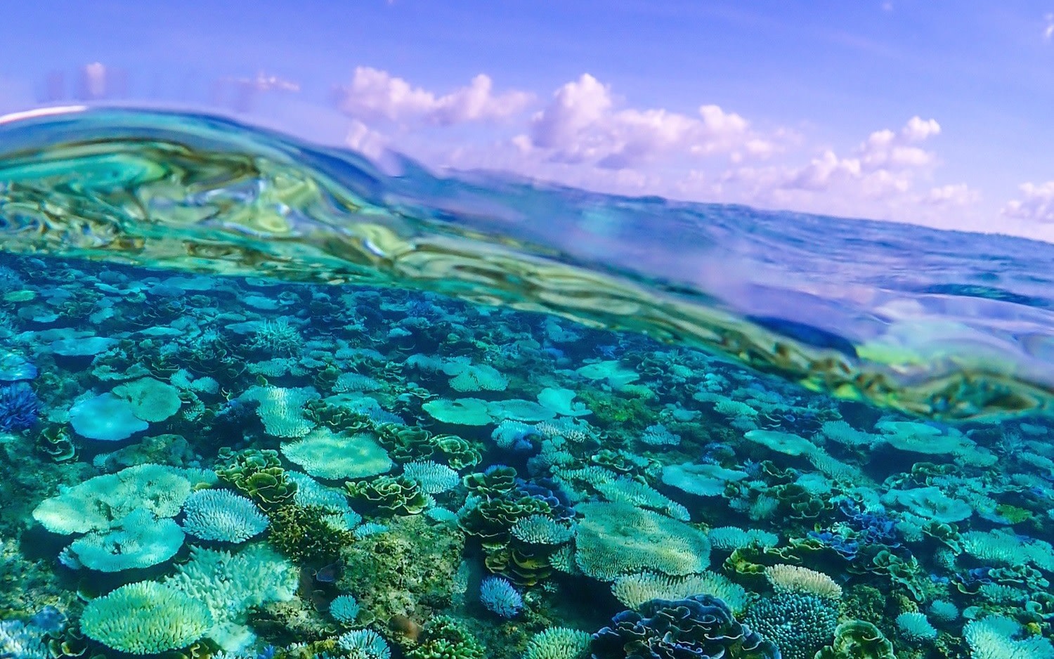 Miyakojima Snorkeling Tour