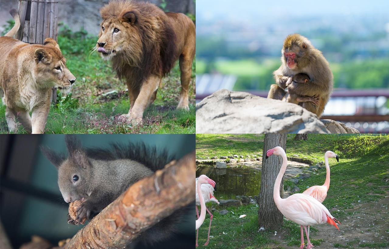 近距離觀賞:不像普通 zoo 的室內觀賞,這裡是戶外真實雪地漫步景象,畫面非常適合冬季攝影。 近距離觀賞:不像普通 zoo 的室內觀賞,這裡是戶外真實雪地漫步景象,畫面非常適合冬季攝影。