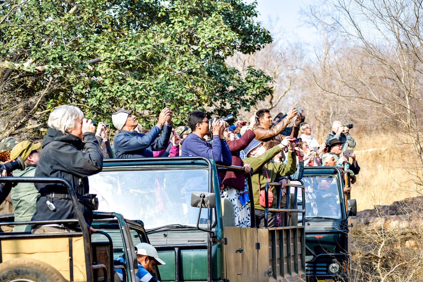 Showstopper wild  male Tiger road block inside a forest Ranthambore.