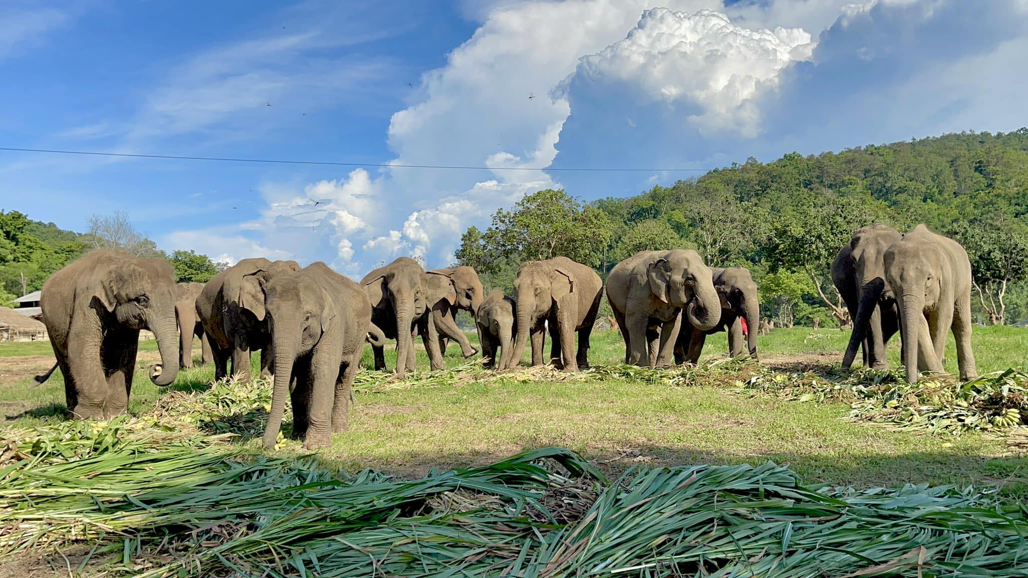 Elephant Care Program at New Elephant Home Chiangmai