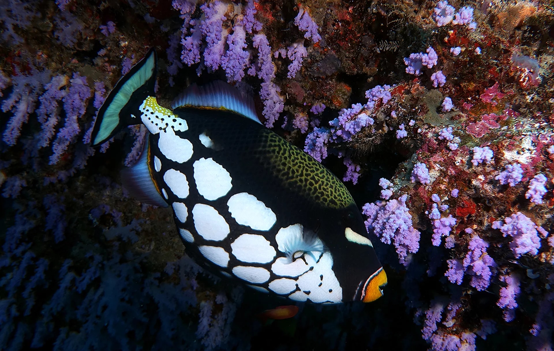 蘭塔島 PADI 五星教練發展中心開放水域潛水員線上課程