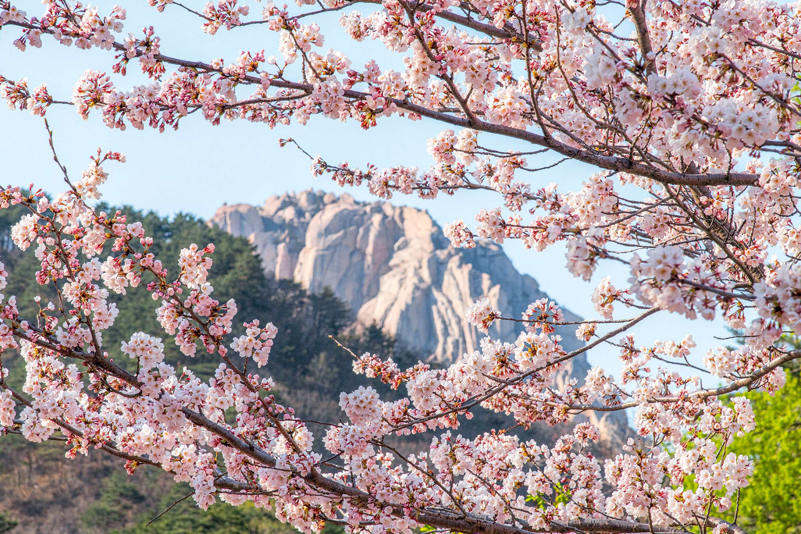 探索雪嶽山之美，體驗韓國雄偉山脈的壯麗景色，每個轉角都令人驚嘆。雪嶽山全年開放，讓您盡享四季如畫的絕美風光。
