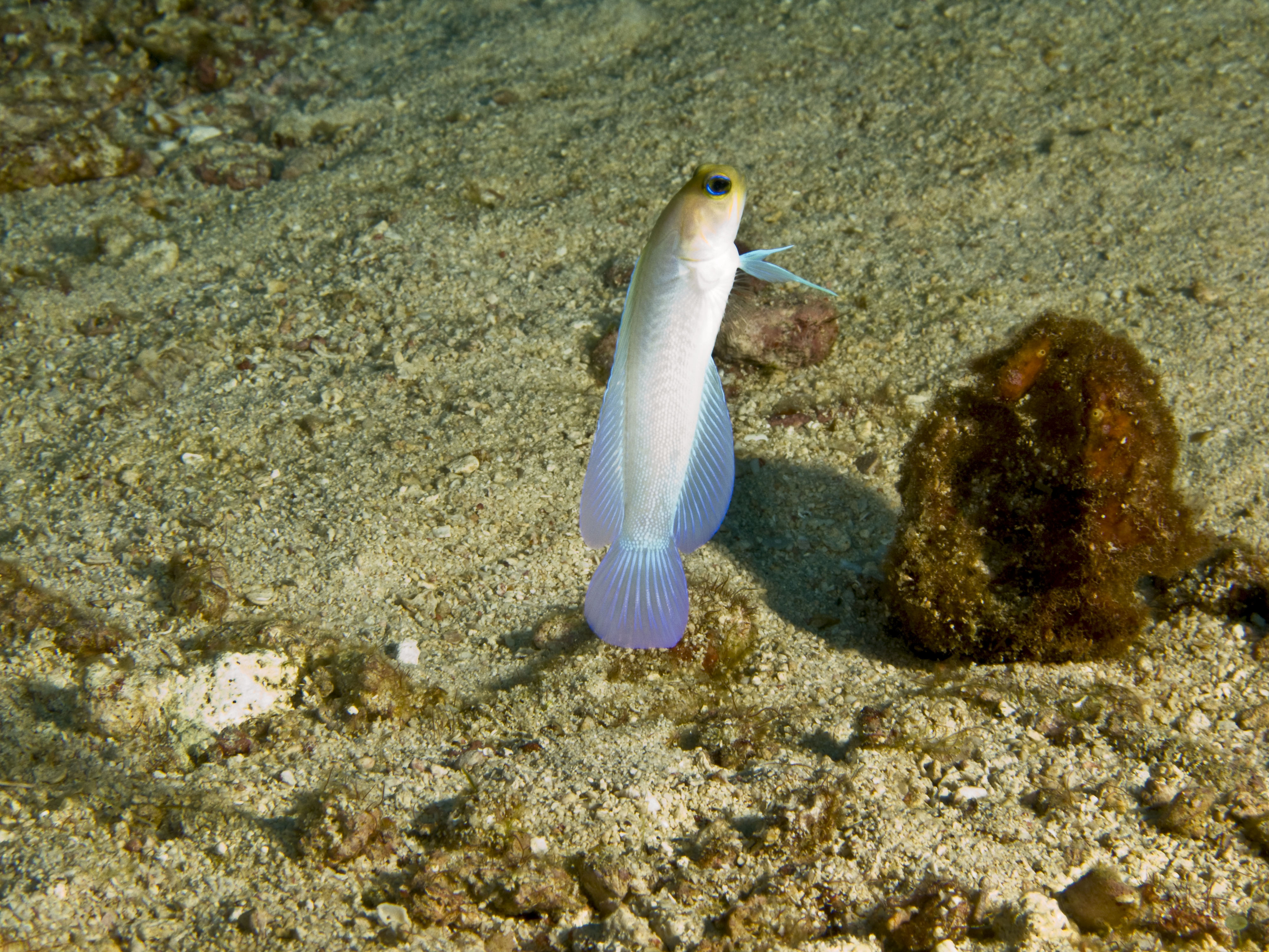 Dive Islamorada's Wonders: Discover Scuba with PADI 5* Dive Center