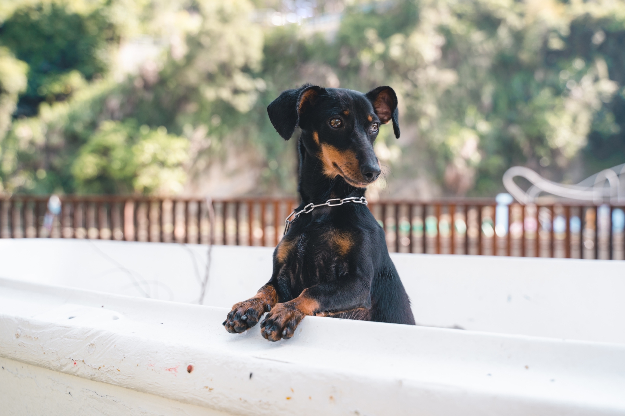 園區內擁有親子戲水池、寵物戲水池、寵物城堡（提供寵物住宿與美容）、寵物放風區等等，滿足小孩、毛孩需求