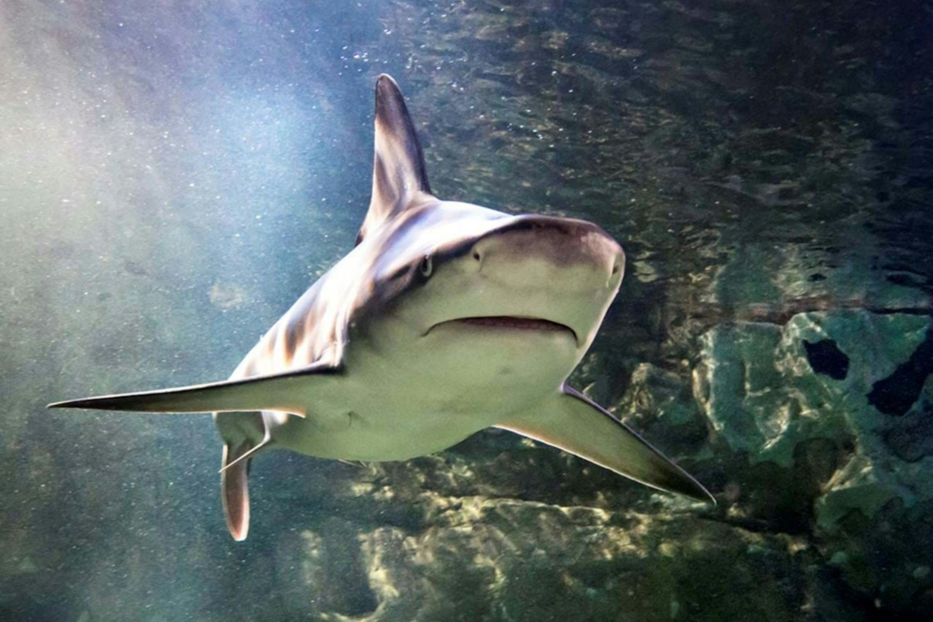布萊頓海洋生物館 (SEA LIFE Brighton) 門票
