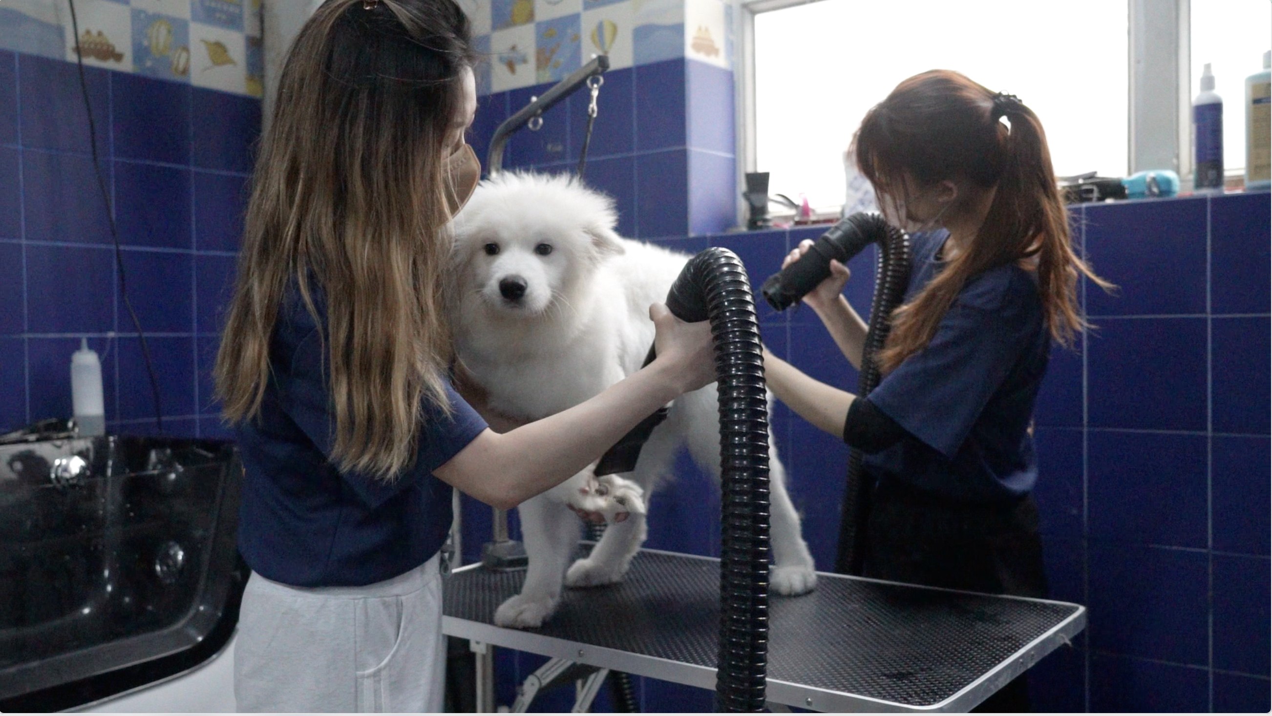 On Dog Dog Cafe - Pet Interaction Experience | Pet Grooming | Kwai Chung