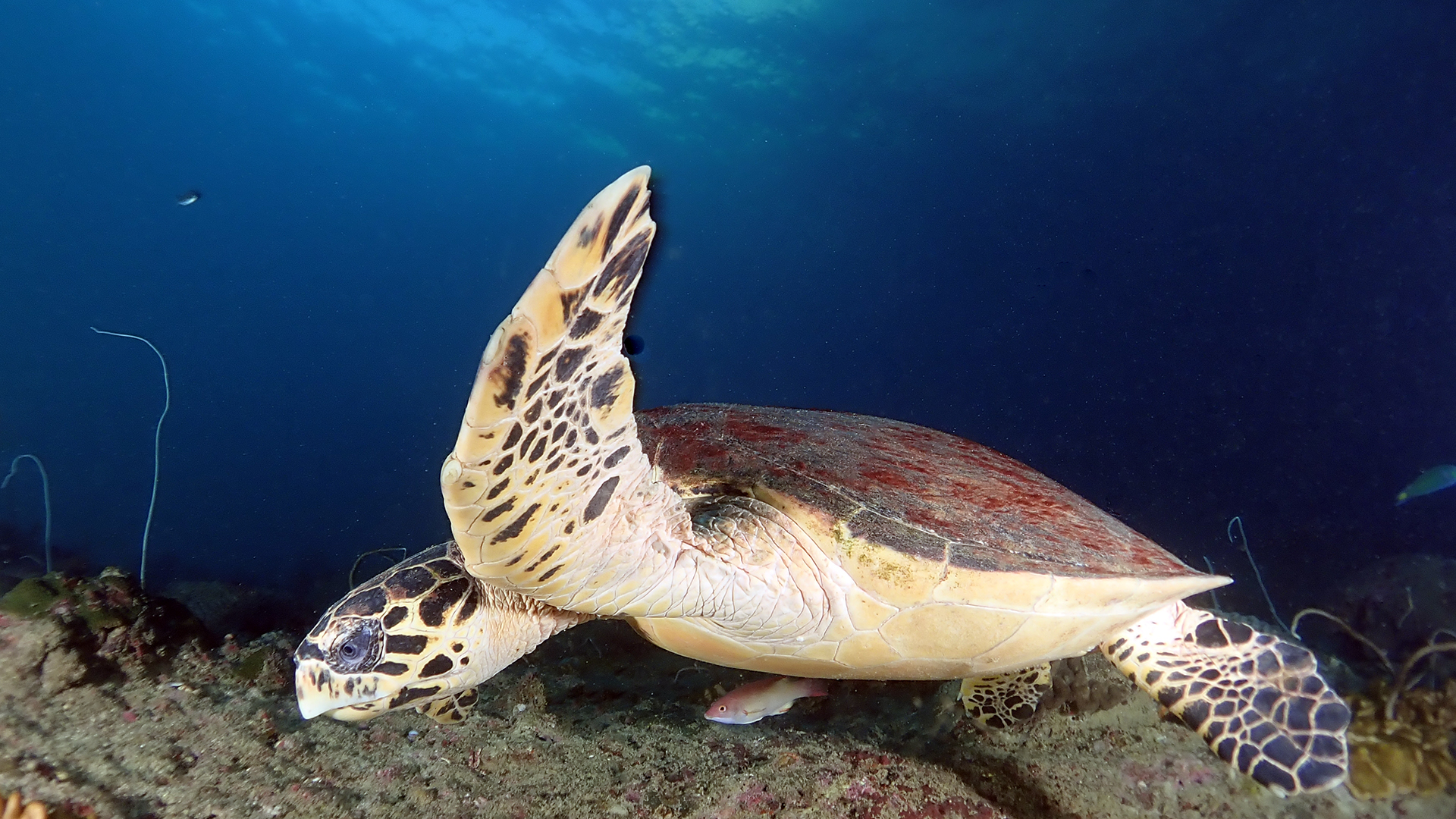 Phi Phi/Shark Point Dive Tour with PADI 5 Star Dive Center