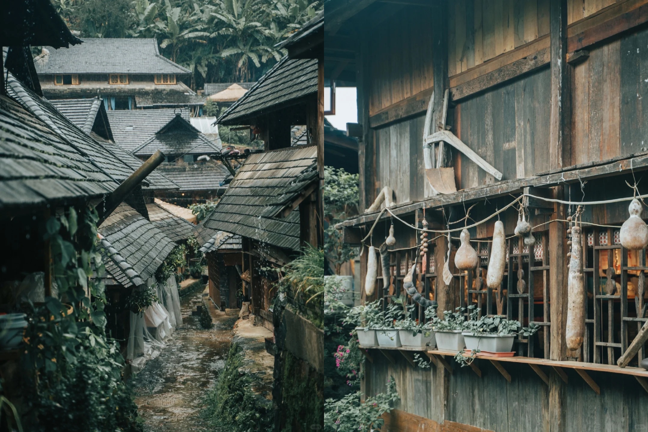 雲南西雙版納+普洱5天4晚【原始森林輕徒步+雨林牧象+咖啡莊園品鑑+普洱國家森林公園+全程臻選5鑽度假酒店】