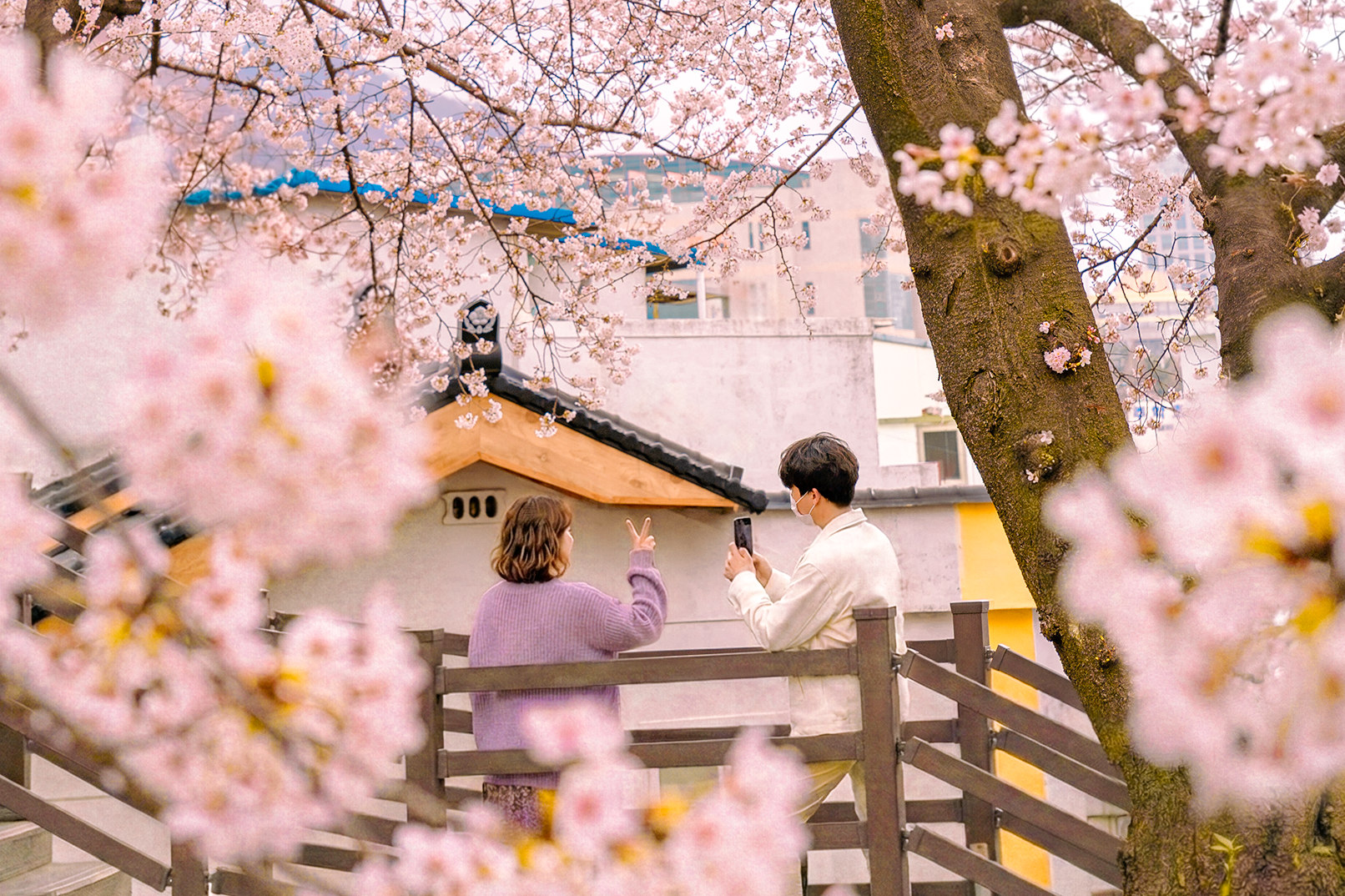 Jinhae Cherry Blossom Tour from Seoul