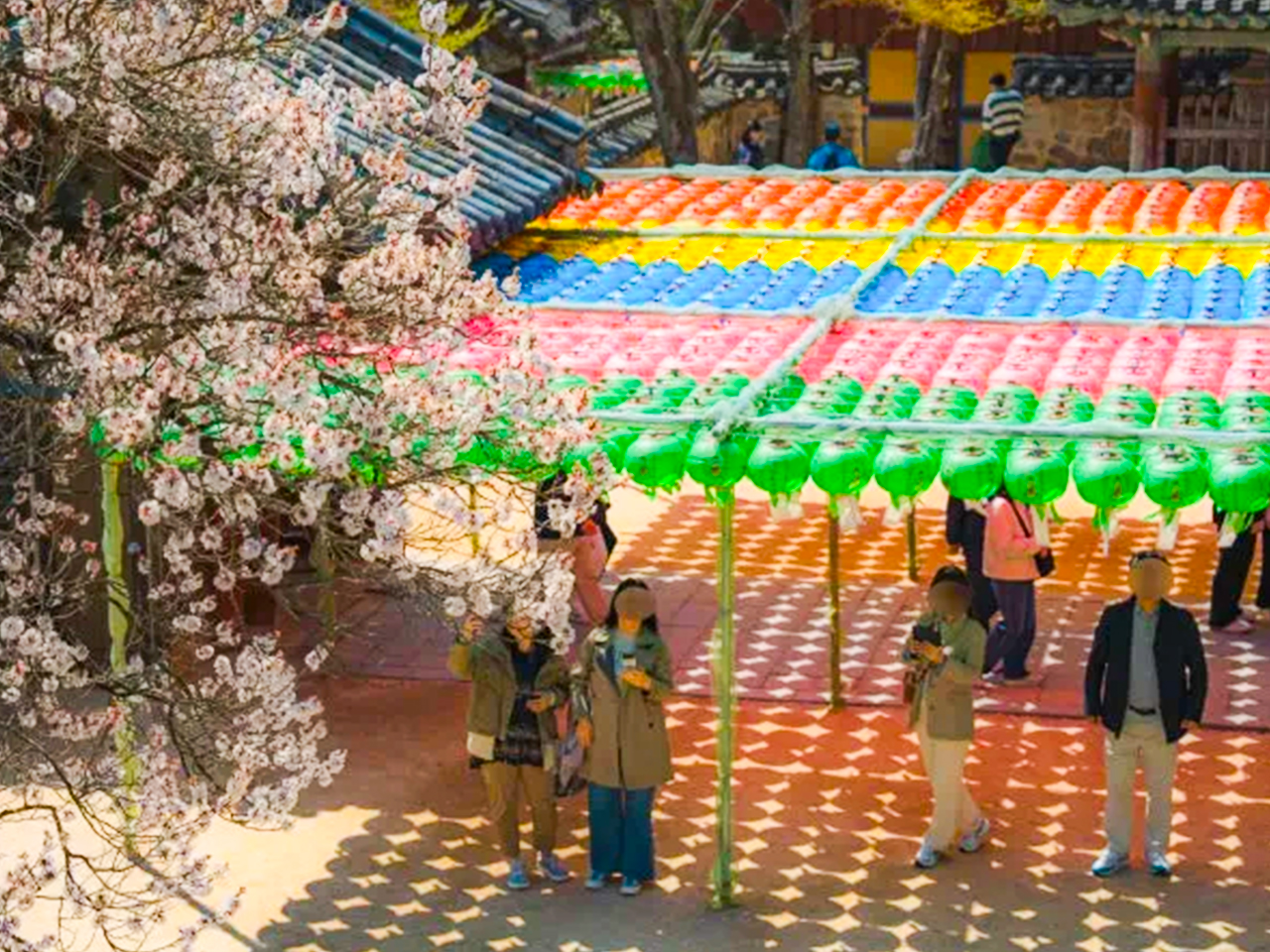 Admire ancient stone pagodas and temple halls gently embraced by spring cherry blooms.