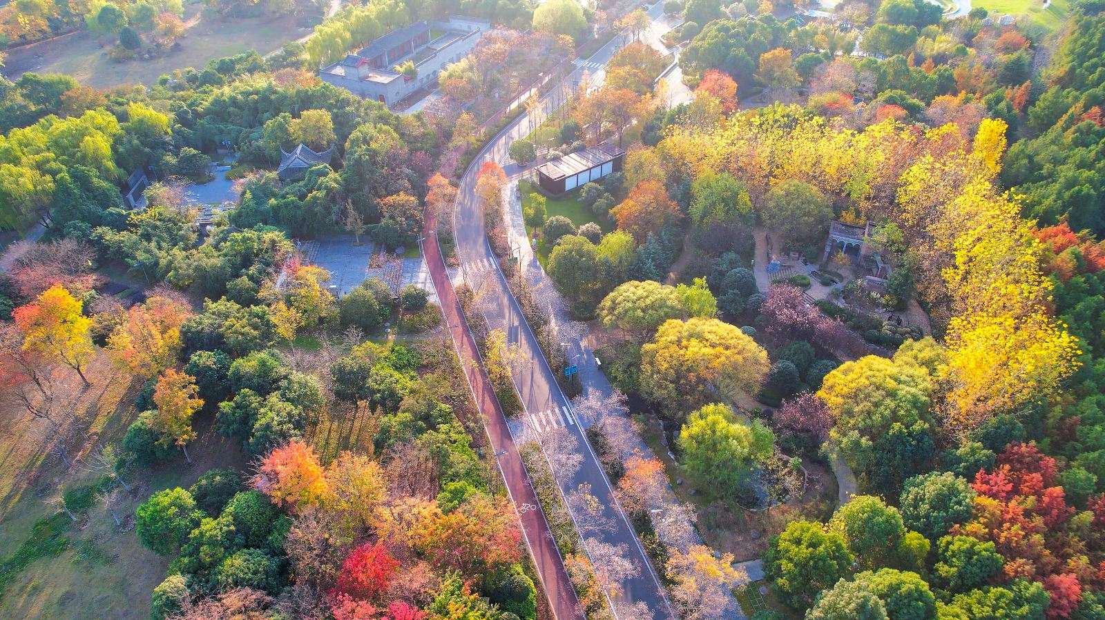 航拍秋色，樹木色彩斑斕