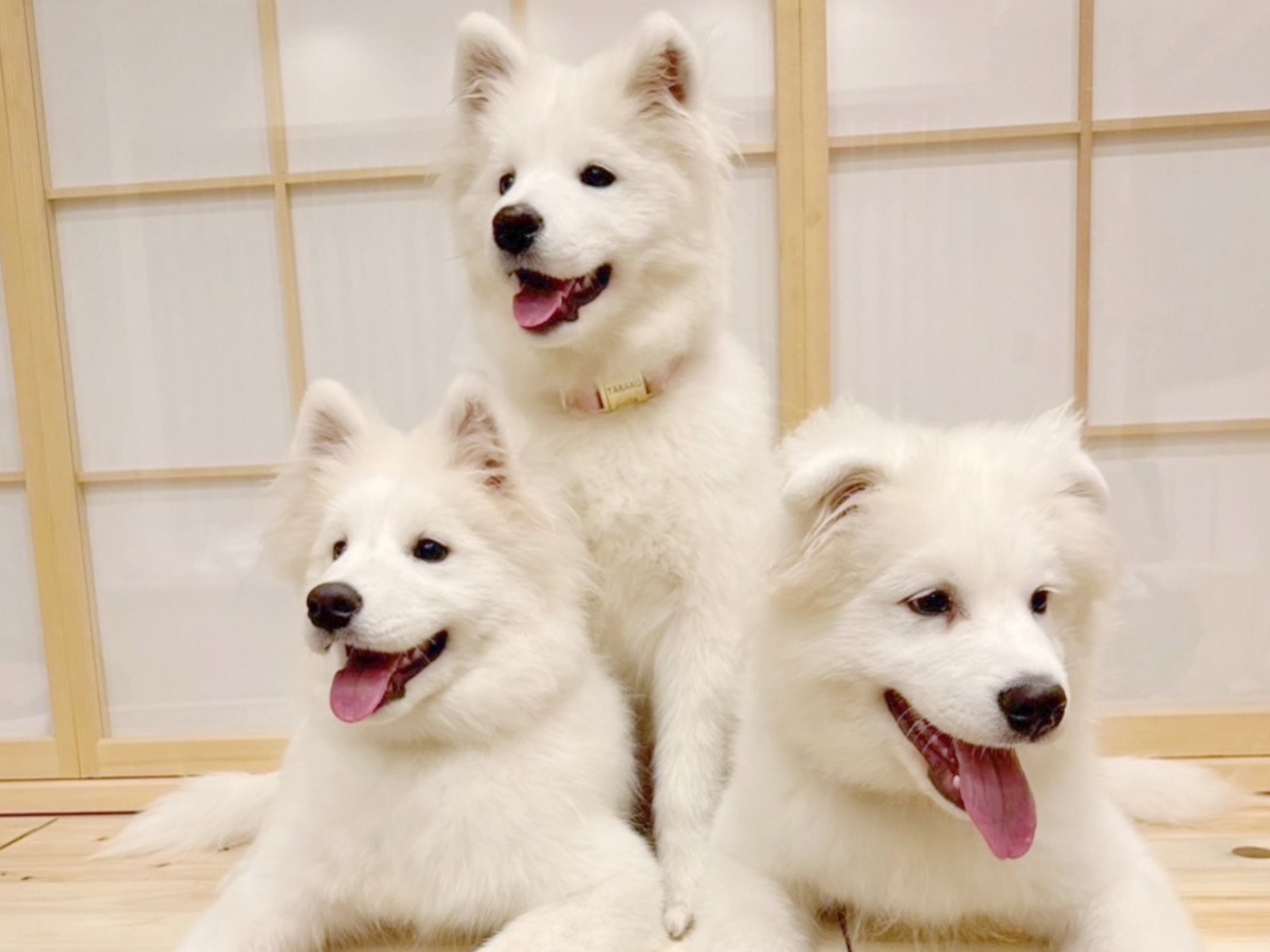 Samoyed Experience: Get Up Close and Personal in Harajuku 