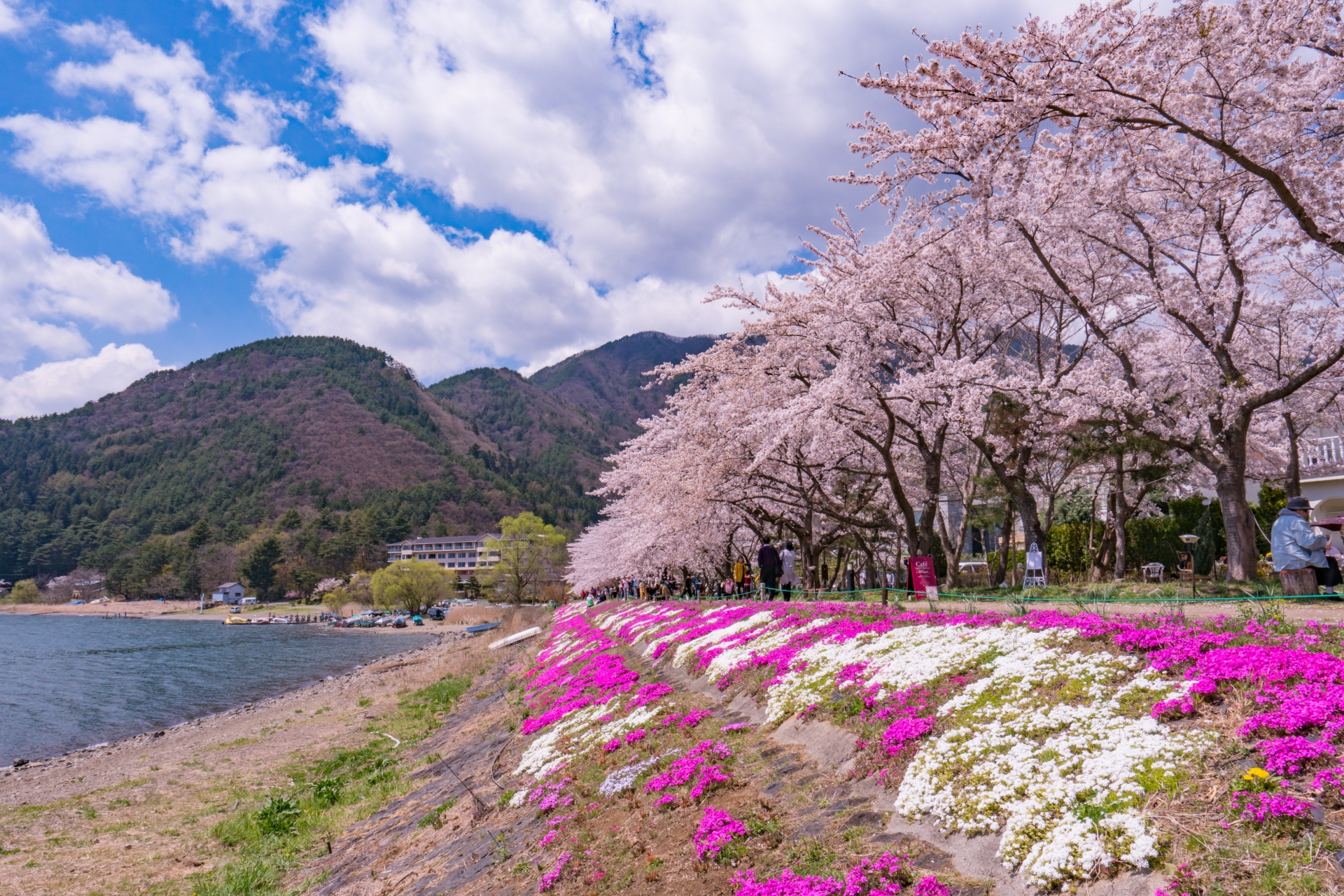 河岸兩側櫻花綿延盛開，形成浪漫的粉色長廊。搭配草花與山景，適合輕鬆散步、拍照留念，感受富士地區貼近日常生活的春日風情。