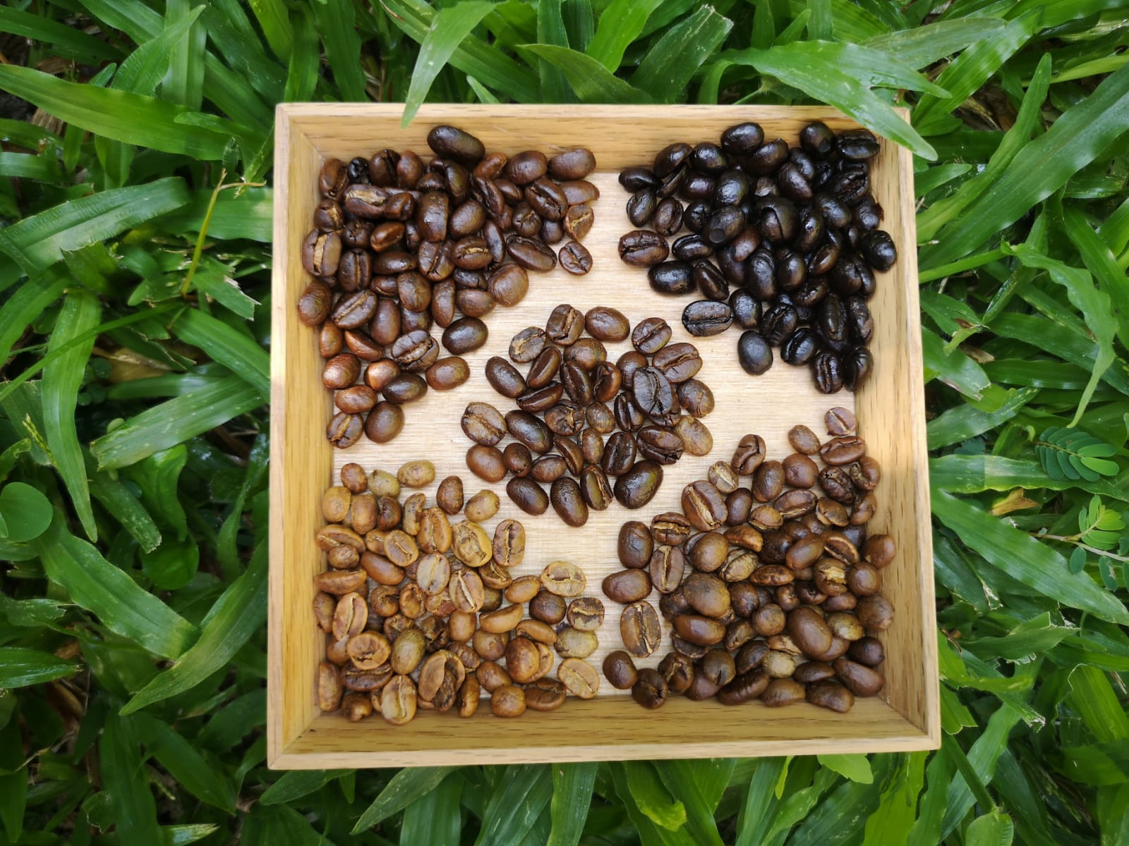 蘇拉拉胡有機咖啡農場和高山村落體驗 (SuanLahu organic coffee farm and highland village experience)