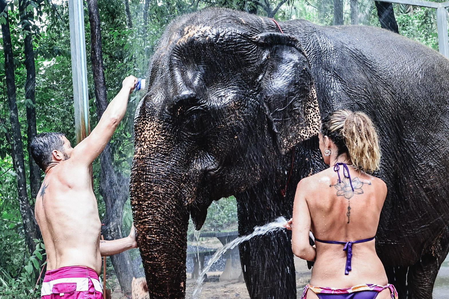 甲米大象保護區（Krabi Elephant Shelter）體驗