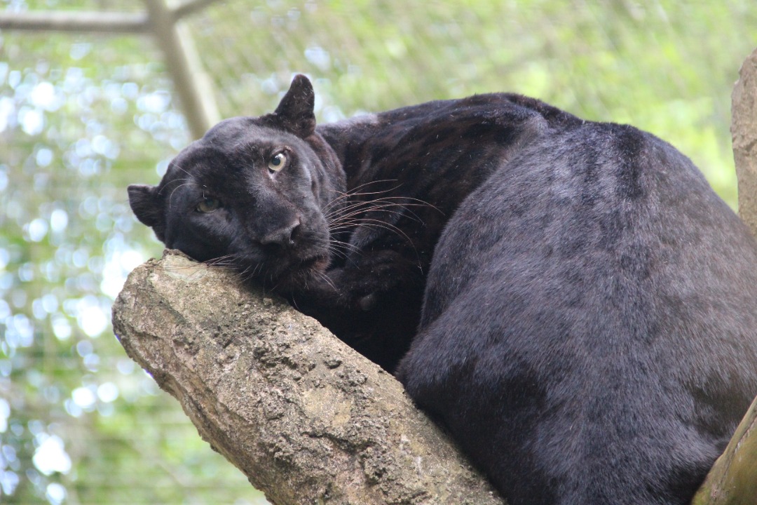 馬來西亞馬六甲動物園門票
