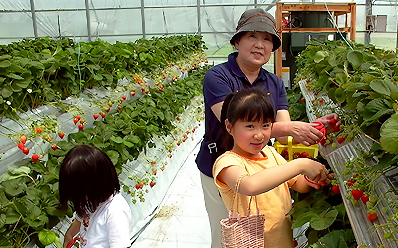 [Recommended for Families] Kyushu Strawberry Picking or Takeo Shrine & Yanagawa Boating Experience & Dazaifu Tenmangu Shrine Day Trip | Departure from Hakata 