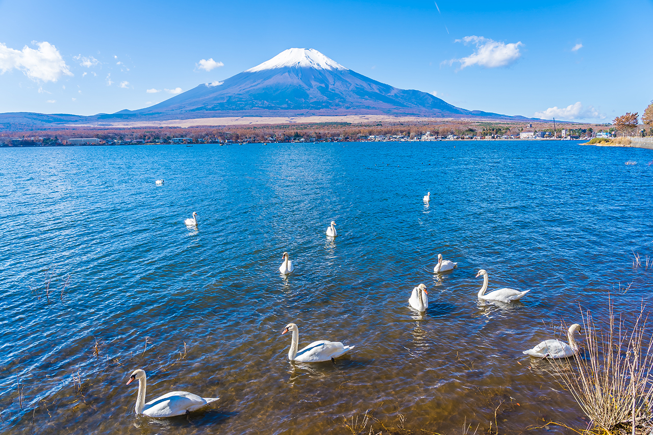 [Four Seasons Only] One-Day Tour of Mt. Fuji and Lake Kawaguchi｜Moss-sakura in Spring, 5th Station in Summer｜Maple Leaf Corridor in Autumn, Snow-capped Peaks in Winter｜Lake Yamanaka Cruise or Hot Springs｜Depart from Tokyo