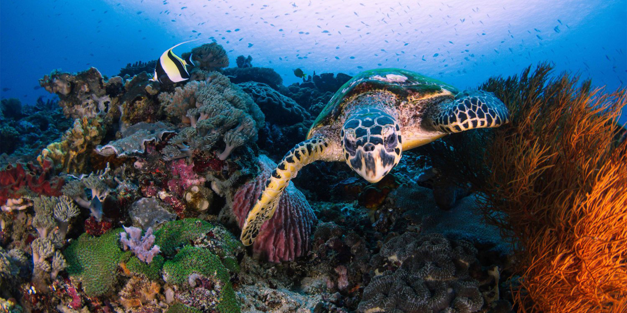 如果在浮潛點看到大海龜，可以和它們一起游泳
