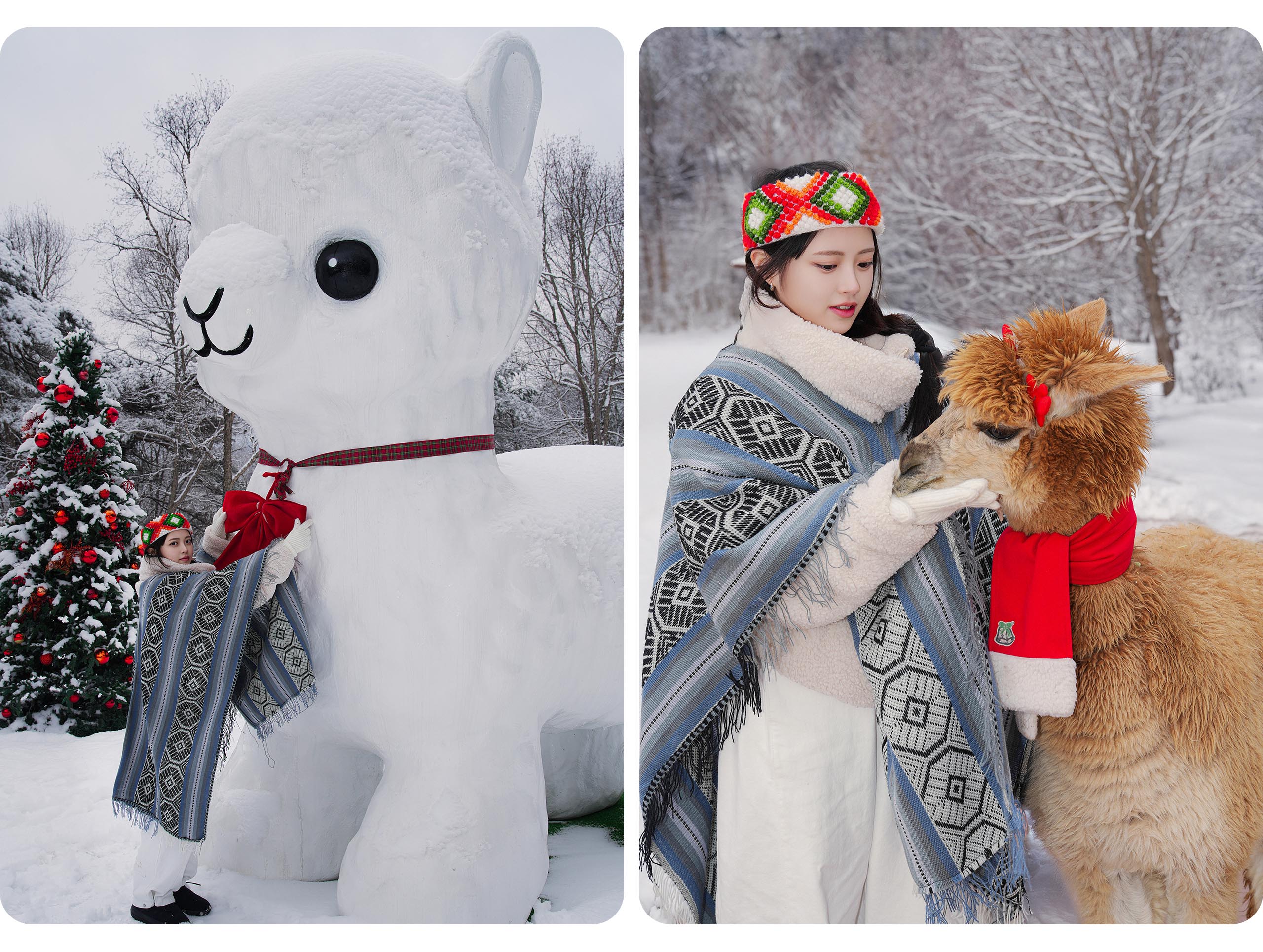 在這個充滿樂趣的體驗中，親手餵食、撫摸這些友善的羊駝，並與牠們開心自拍！