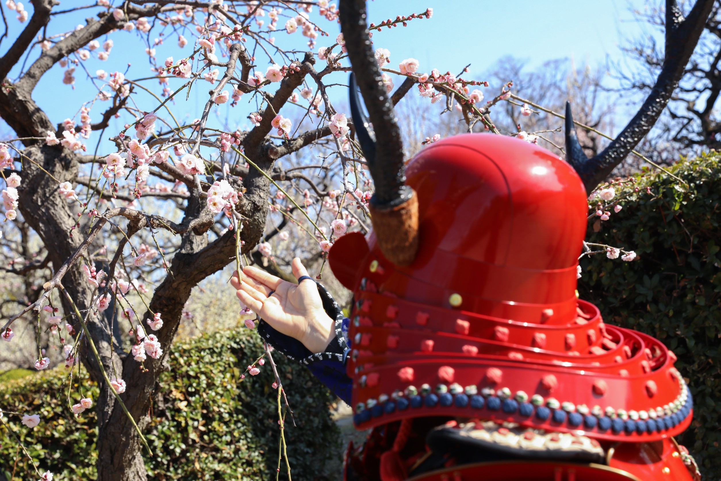 A proverb that combines the dying moment of a samurai with the magnificent cherry blossoms in their waning moments.
The flowers are cherry blossoms, the people are warriors.