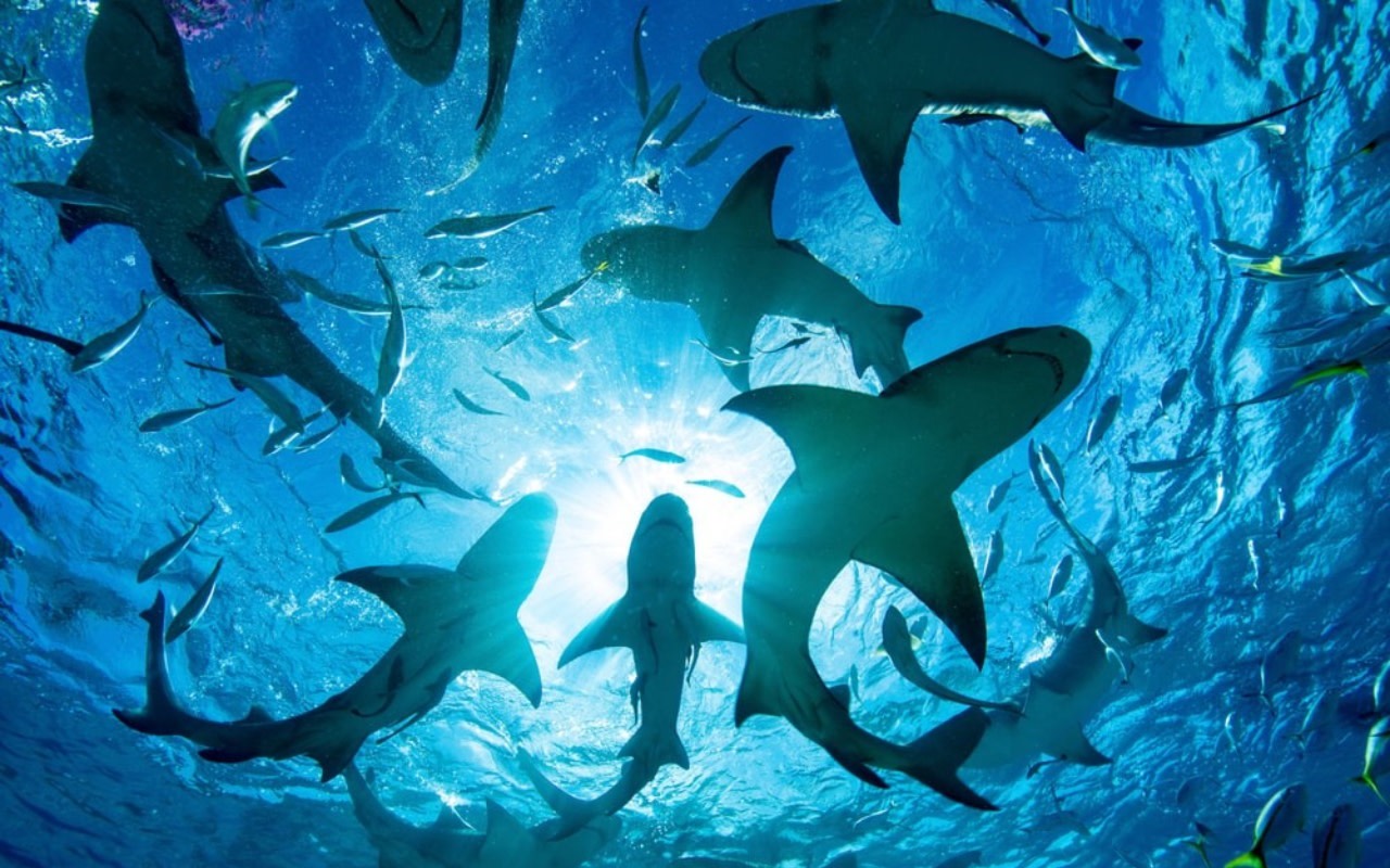 Oahu Cageless Shark Dive Half-Day Experience