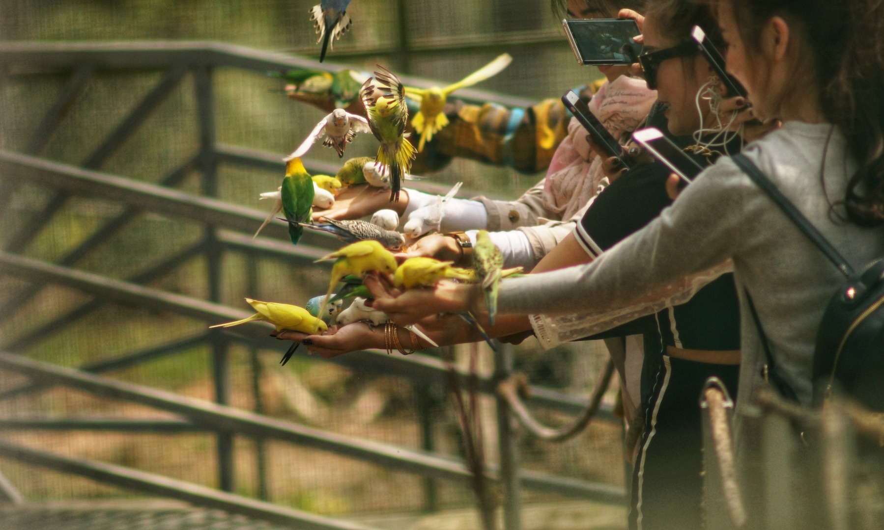 大叻 ZooDoo 動物園門票