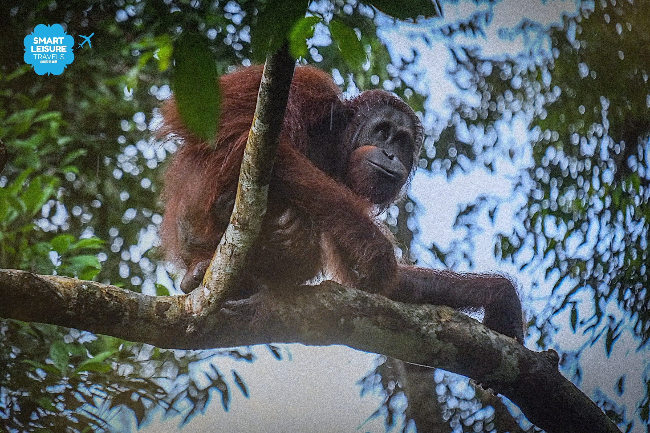 Semenggoh Wildlife Center Day Tour in Sarawak