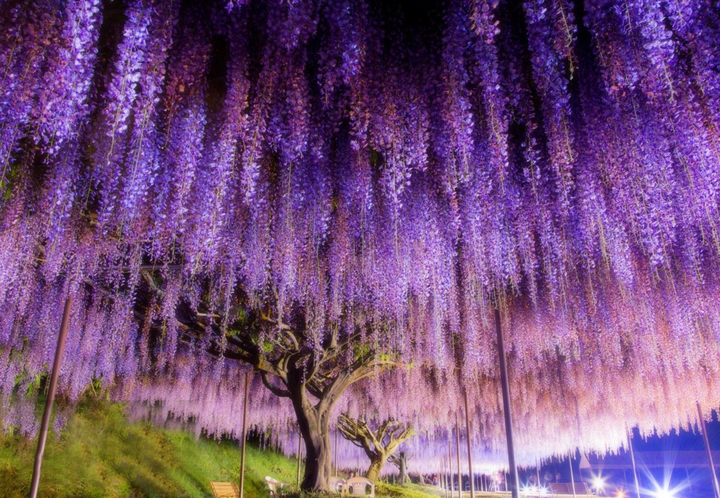 夜幕垂落,紫藤成瀑,足利花卉公園的夜晚,美到不真實。 夜幕垂落,紫藤成瀑,足利花卉公園的夜晚,美到不真實。