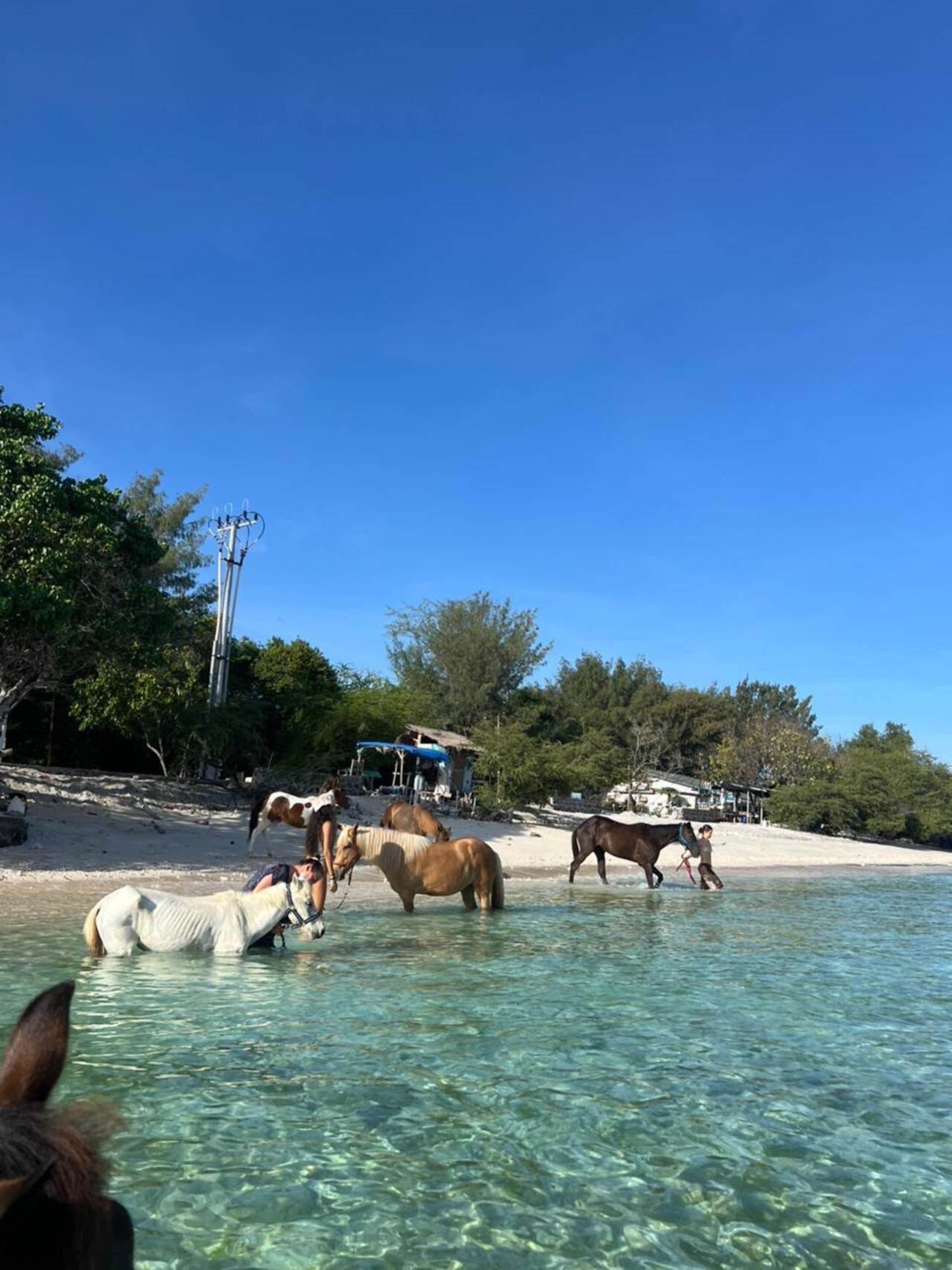 Swim & Groom with Rescued Horses in Gili Trawangan Lombok