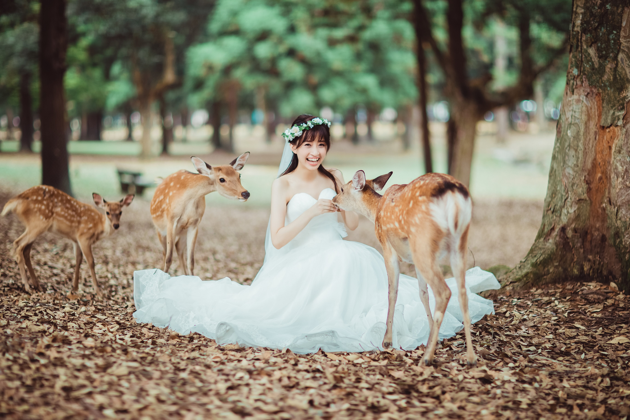 奈良公園 - 廣闊的公園,有自由漫步的鹿群,並可欣賞東大寺的景色,提供有趣且標誌性的畫面。 奈良公園 - 廣闊的公園,有自由漫步的鹿群,並可欣賞東大寺的景色,提供有趣且標誌性的畫面。