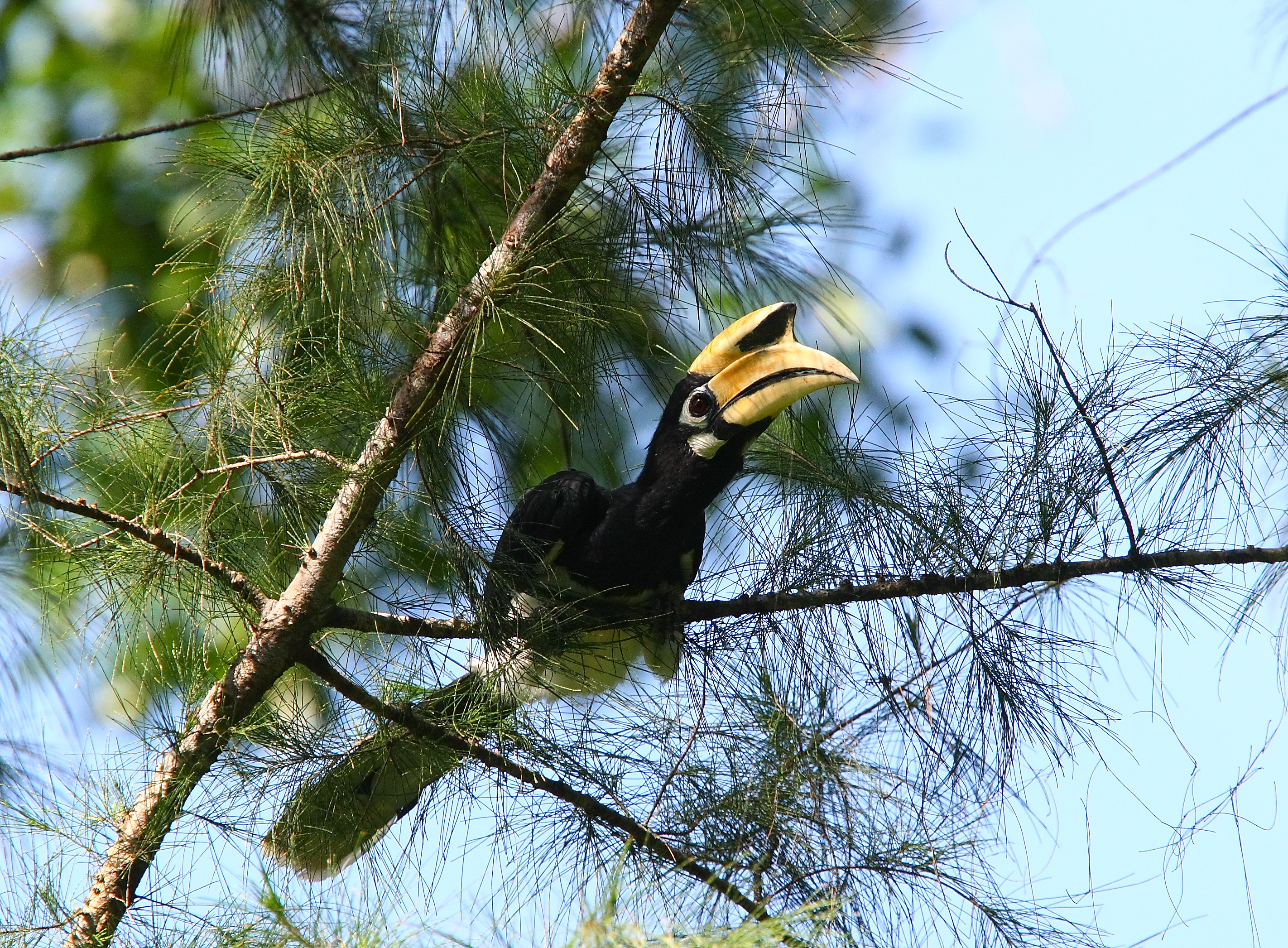 Langkawi Bird Watching Tour with Hotel Transfer