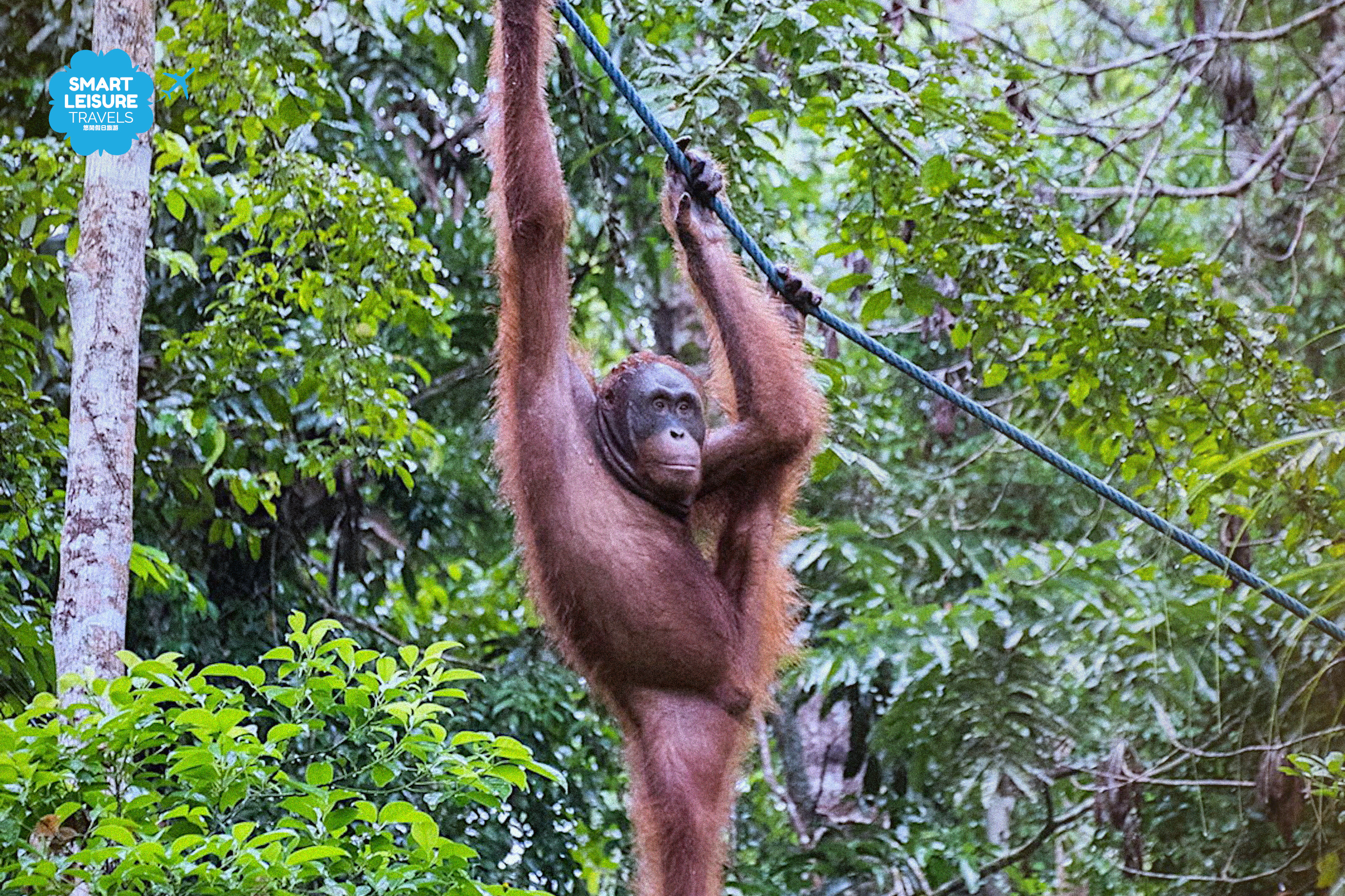 Semenggoh Wildlife Center Day Tour in Sarawak