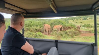 Full-Day Addo Park & Schotia Reserve Safari