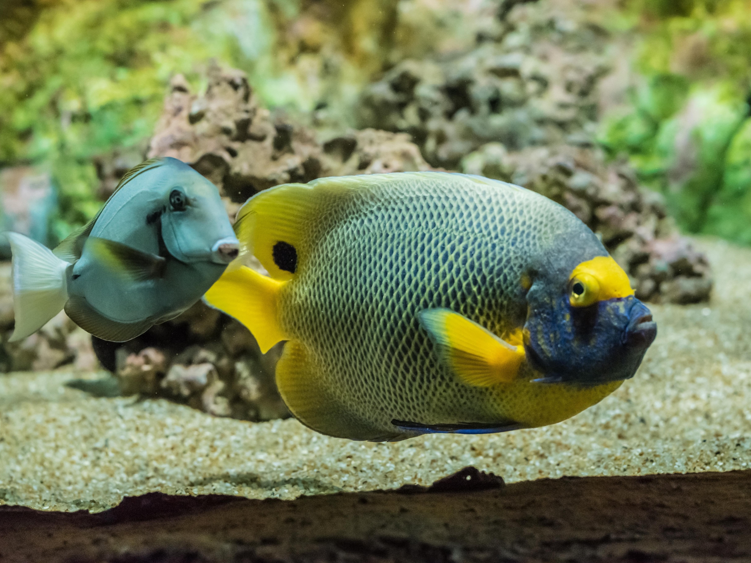 檳城光大精品水族館門票