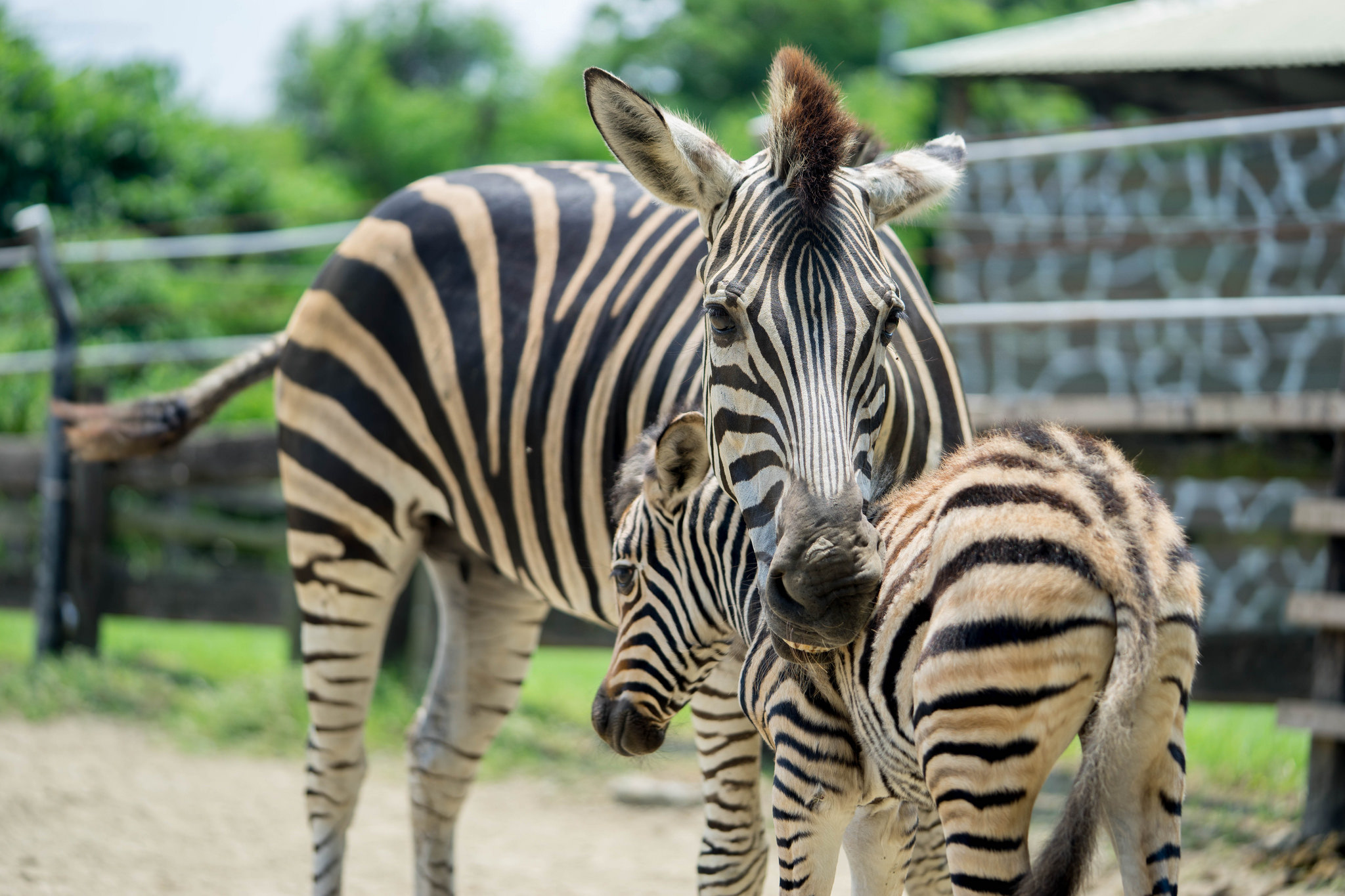 台南頑皮世界野生動物園門票