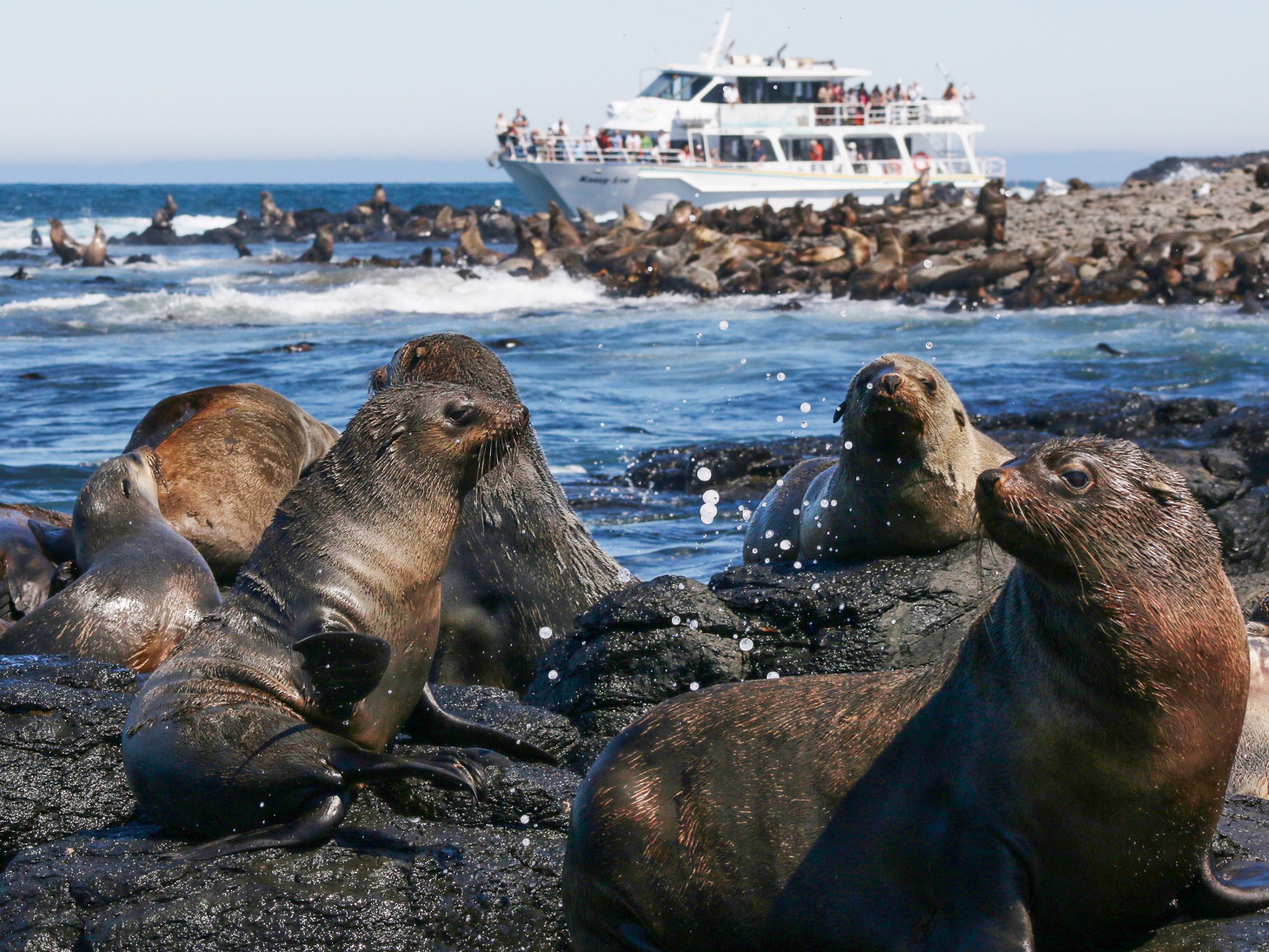 Winter Whale Watching Cruise in Phillip Island