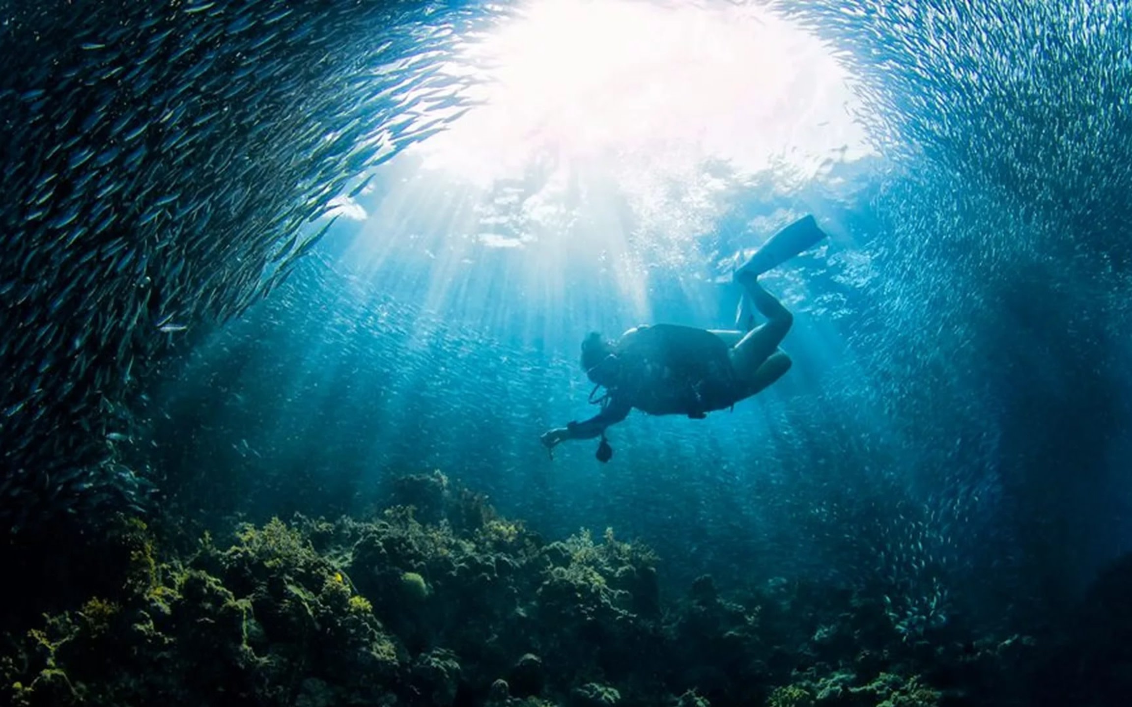 Aquatic Awakening: Open Water Course in Bohol with PADI 5* Center