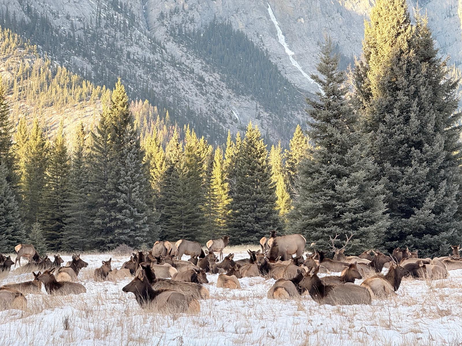 Banff Wildlife Explore and Johnston Canyon Icewalk Tour