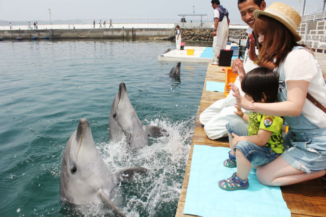 Umitama Experience Park Tsukumi Dolphin Island Admission Ticket (Oita)