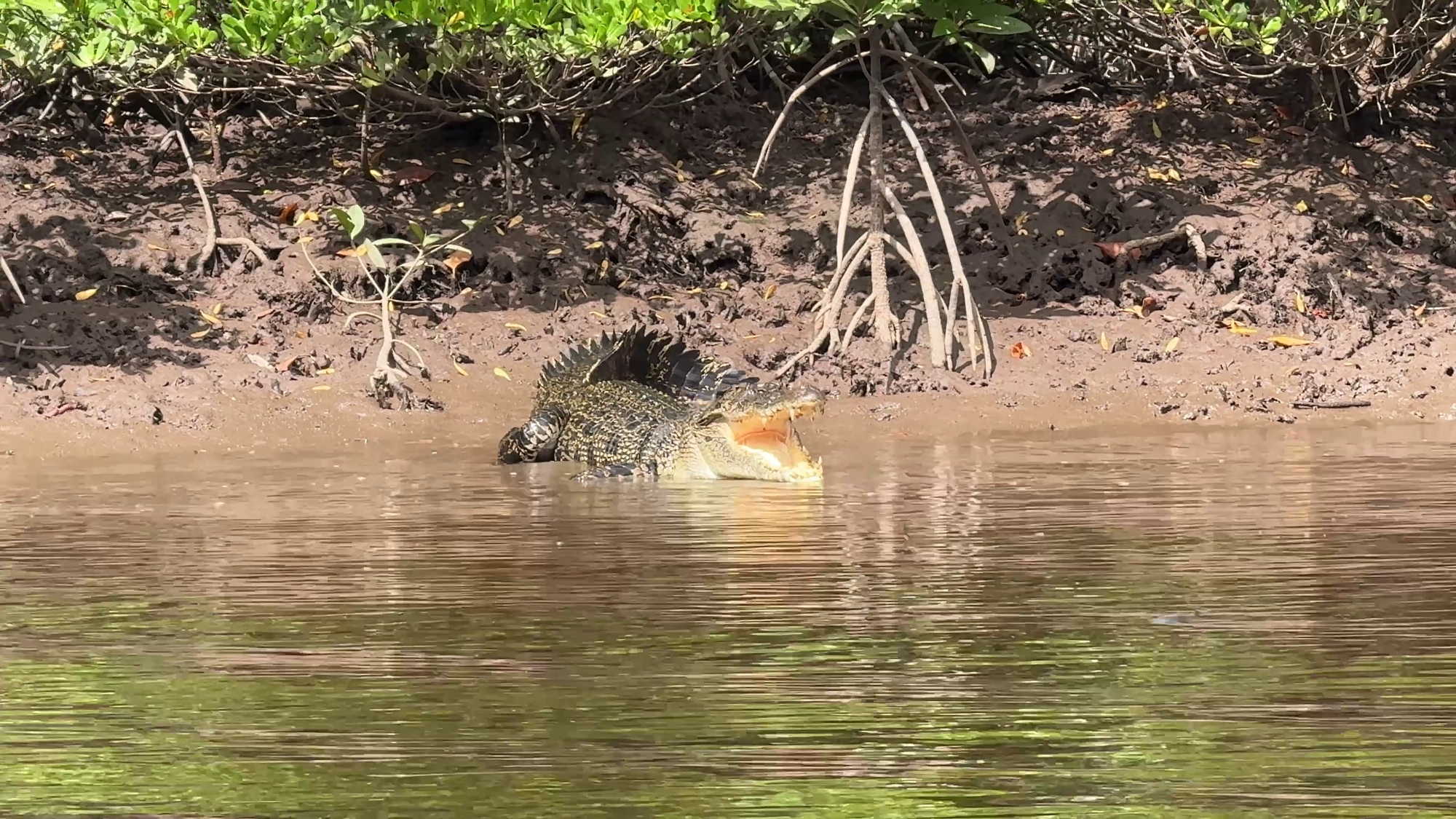 wildlife crocodile