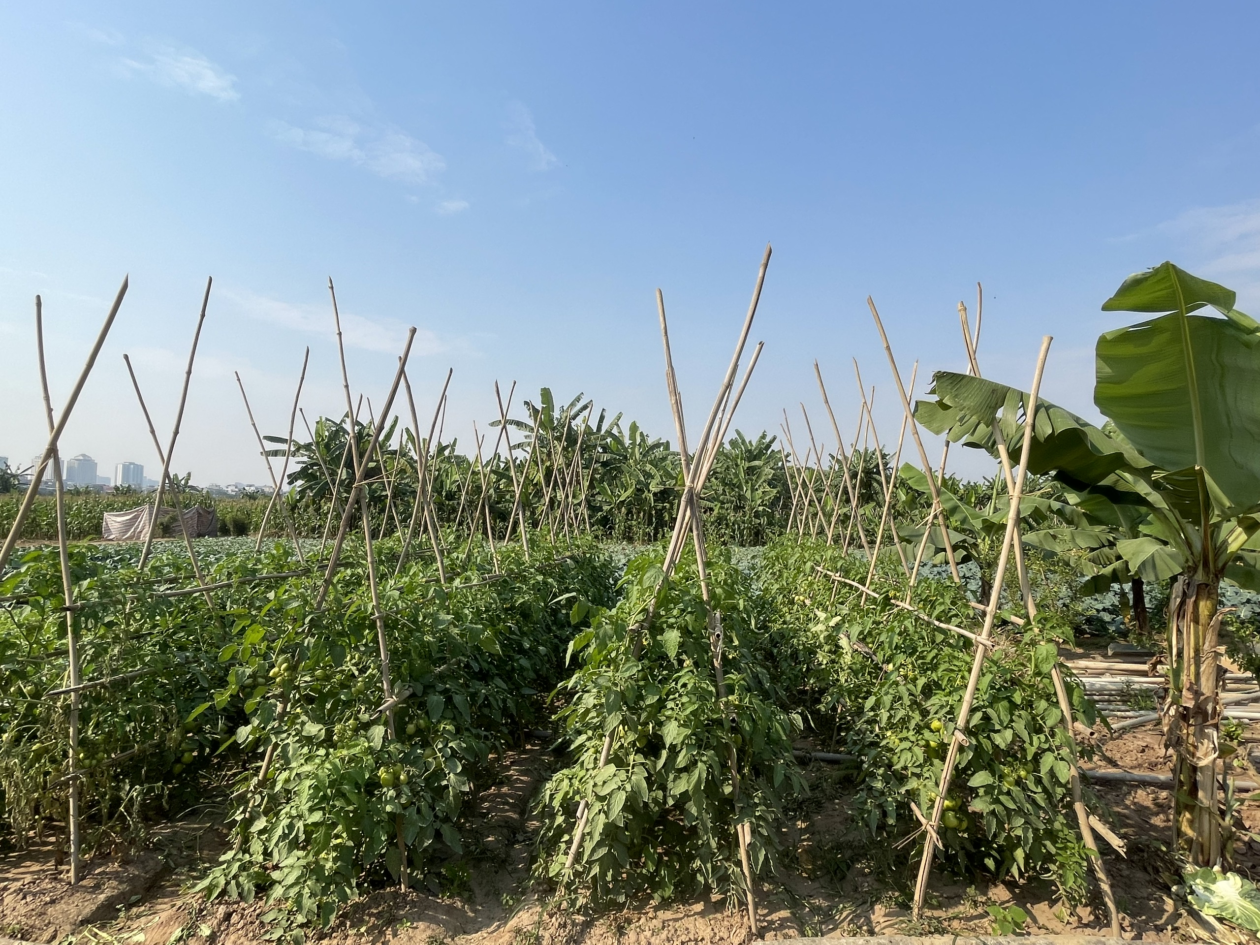 香蕉島上的美麗農場照片。 香蕉島上的美麗農場照片。