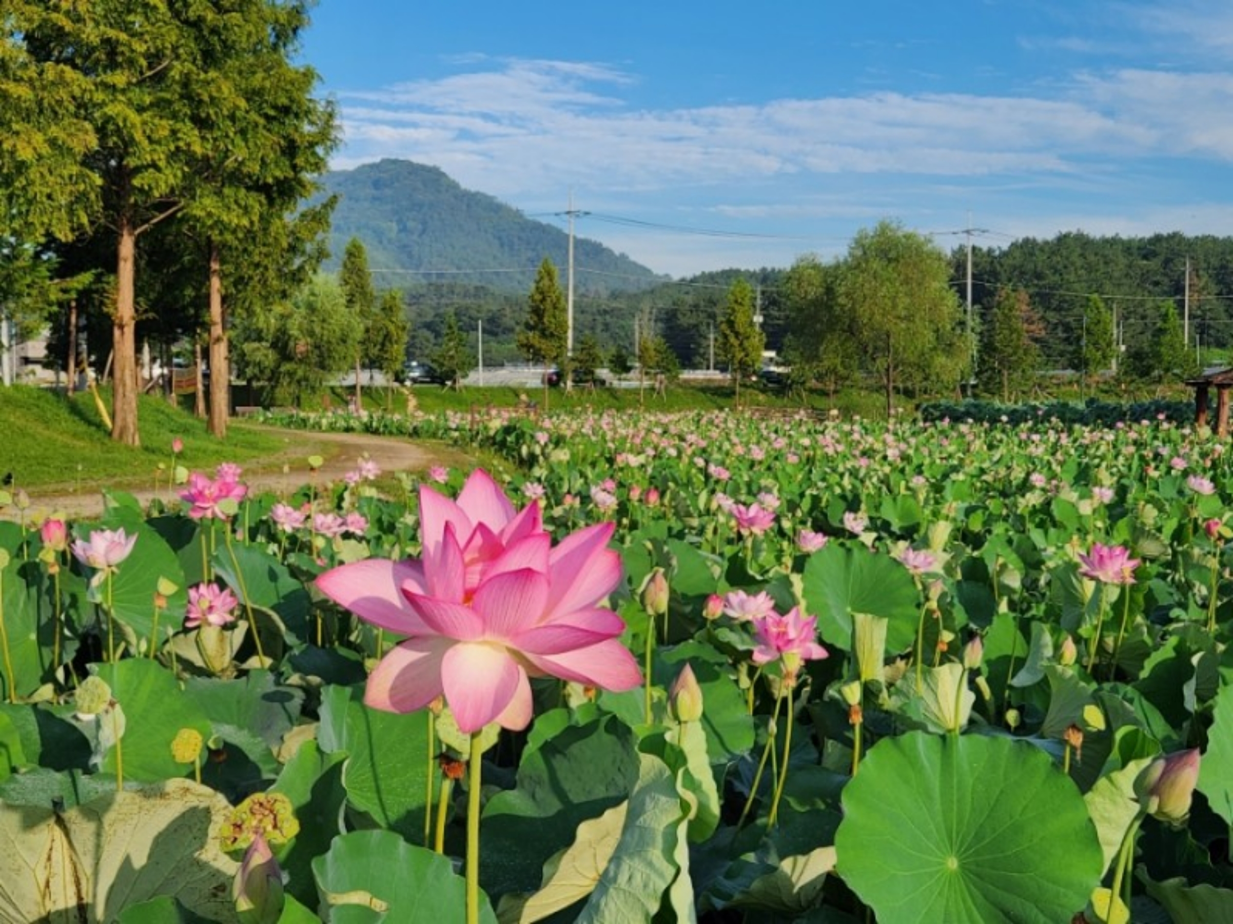 Lotus Park and Sunflower Field Tour From Busan