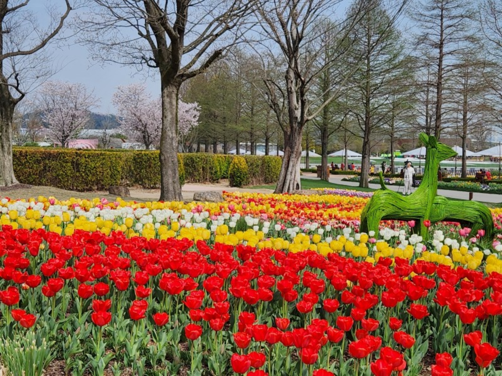 寶城綠茶園和順天灣花園一日遊[火車+巴士]