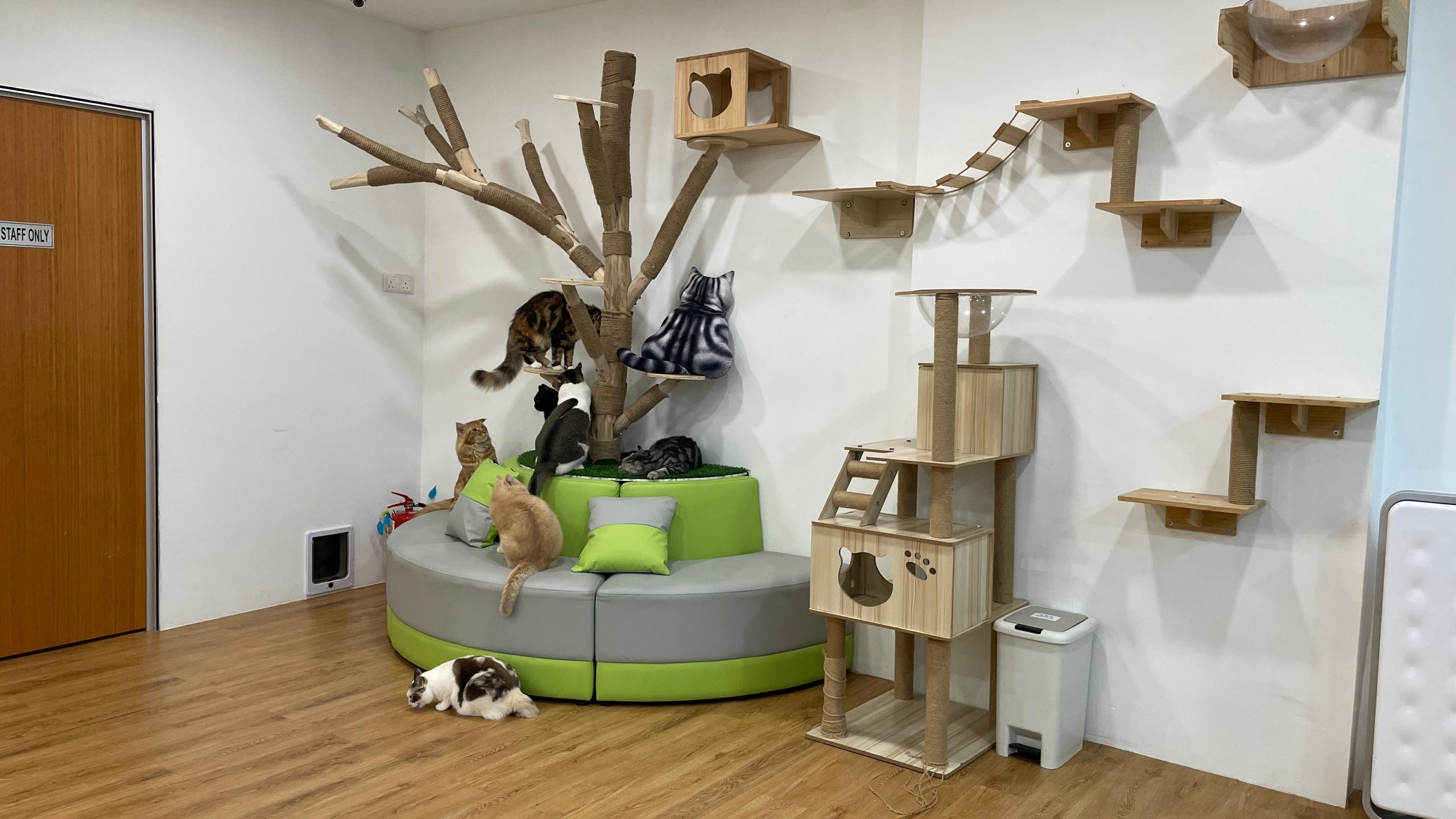 Chucky Cat Cafe in Johor Bahru