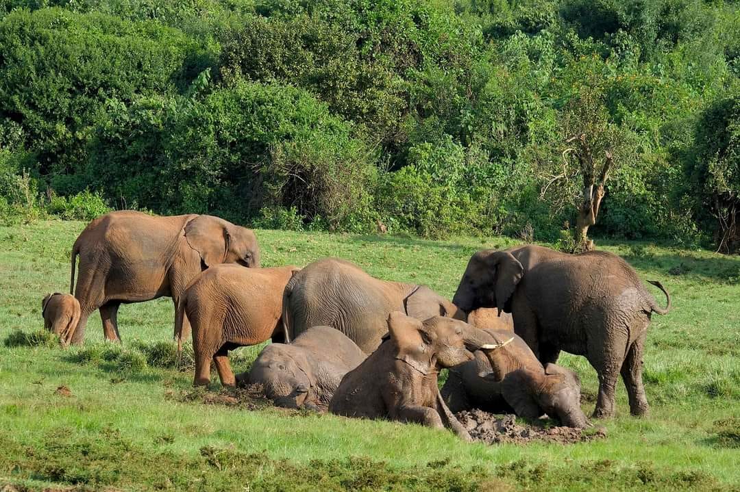 4日野生動物逃脫之旅：桑布魯 & 阿伯達爾野生動物園探險