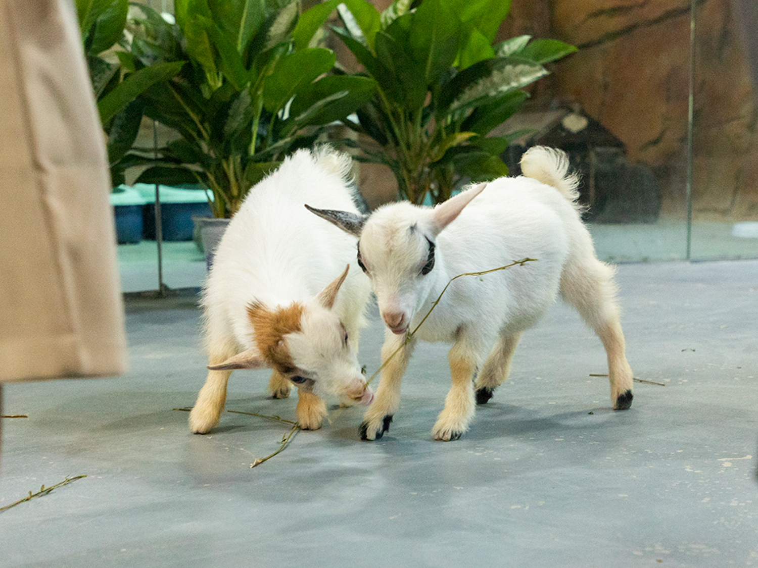 深圳野恩動物樂園（龍崗萬達廣場店）能摸、能抱、投餵互動、零距離接觸萌寵